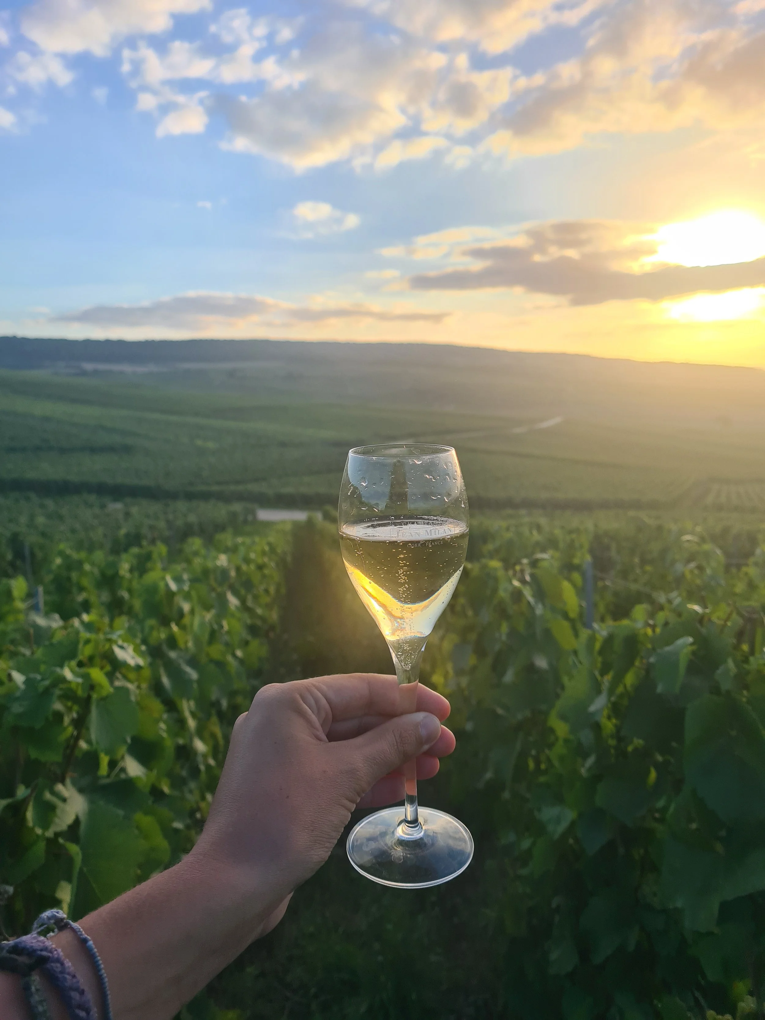 Person holding a glass of white wine in a vineyard during sunset with green vineyard rows and a sky with clouds in the background.