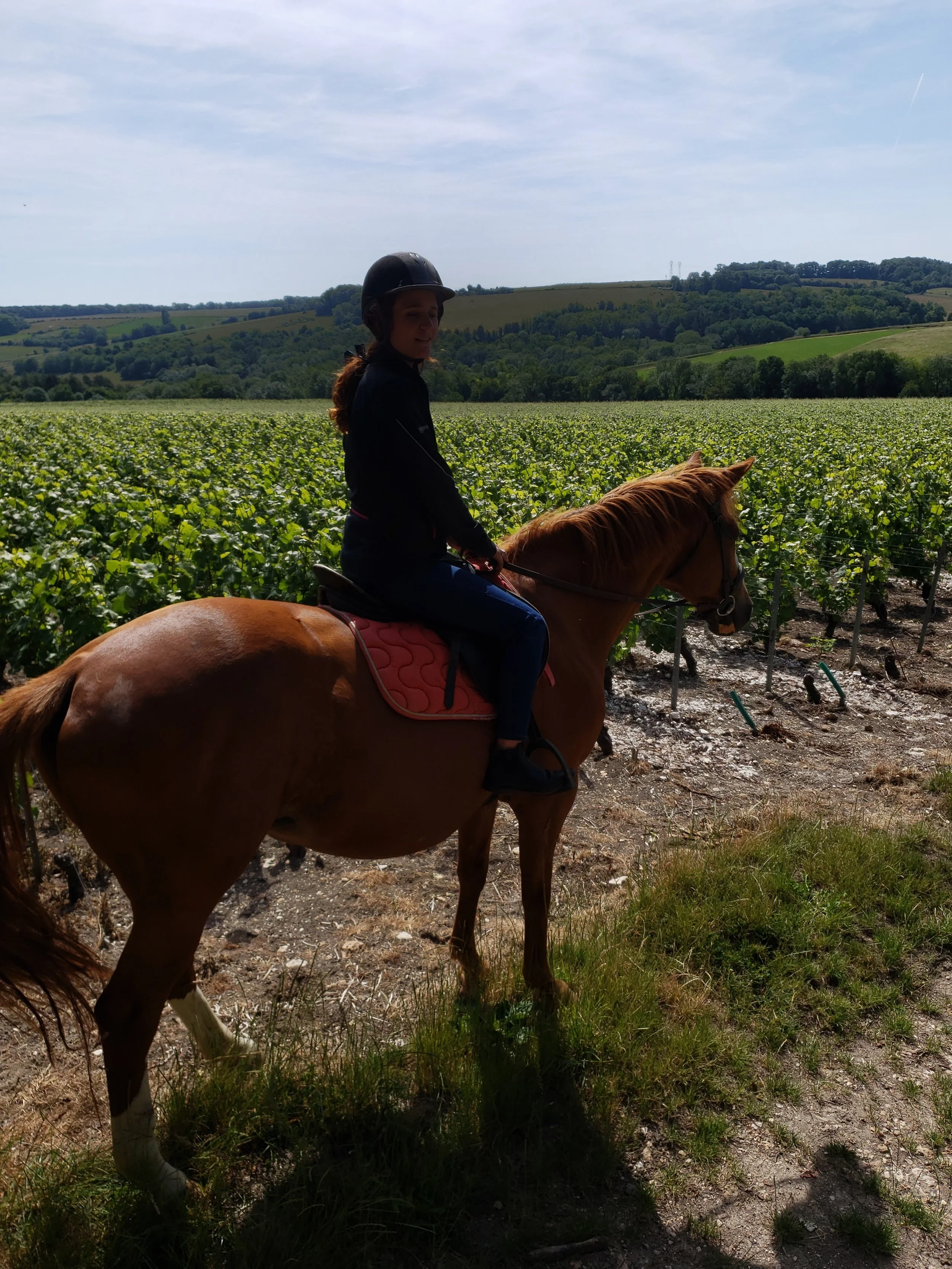 A woman wearing a helmet riding a brown horse in a vineyard with green vines and a hilly landscape in the background.