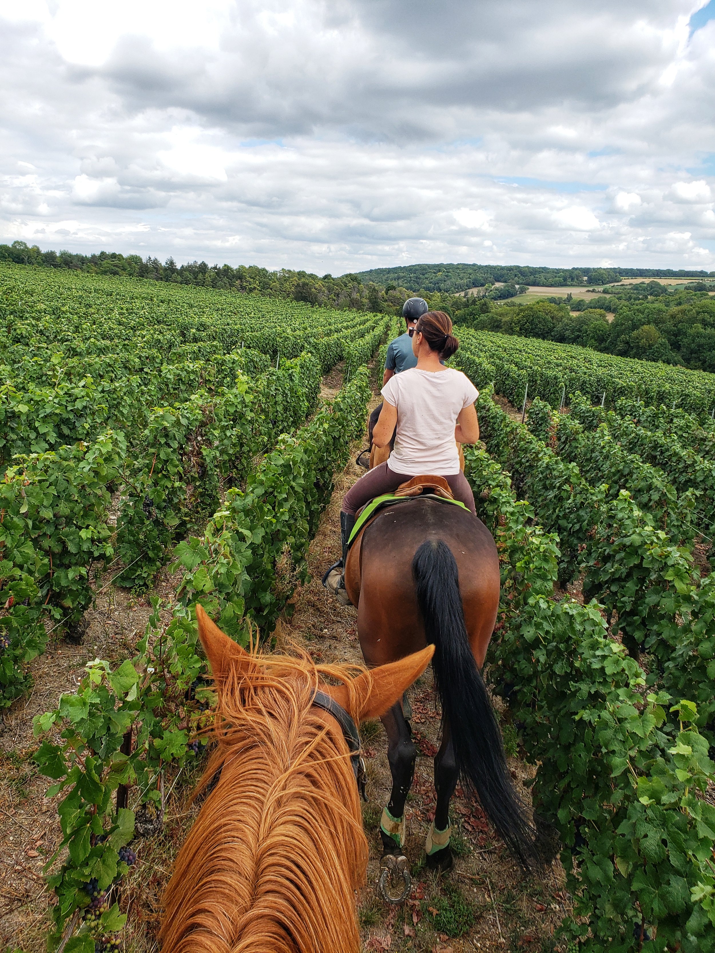 Two people riding horses through a vineyard, with green grapevines and rolling hills in the background under cloudy skies.