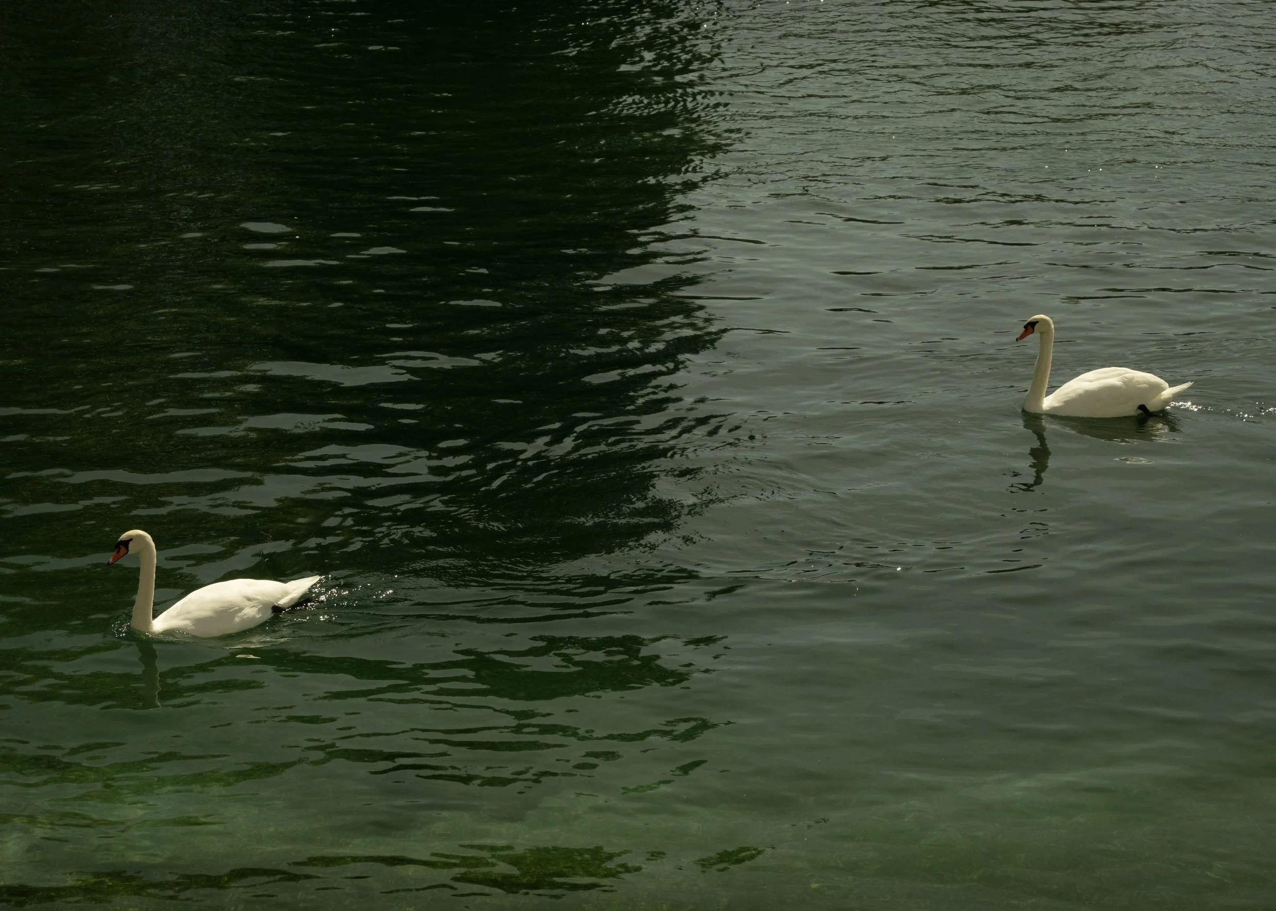 Calm Water in Geneva