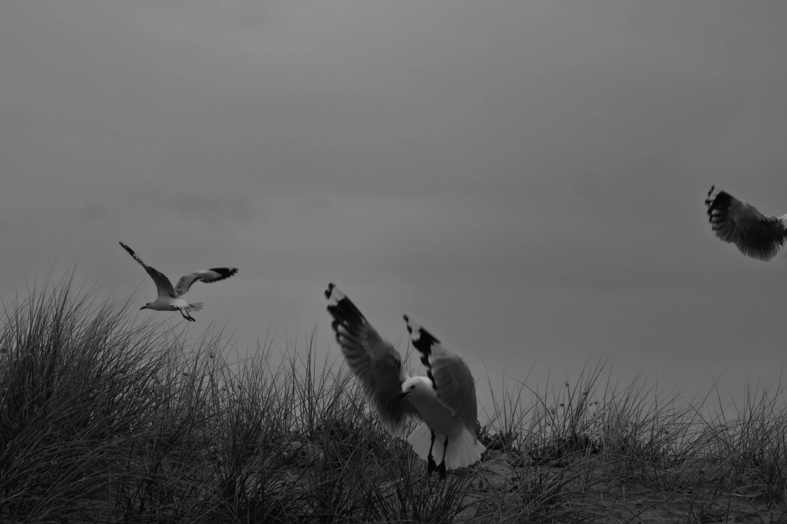Seagulls In Flight