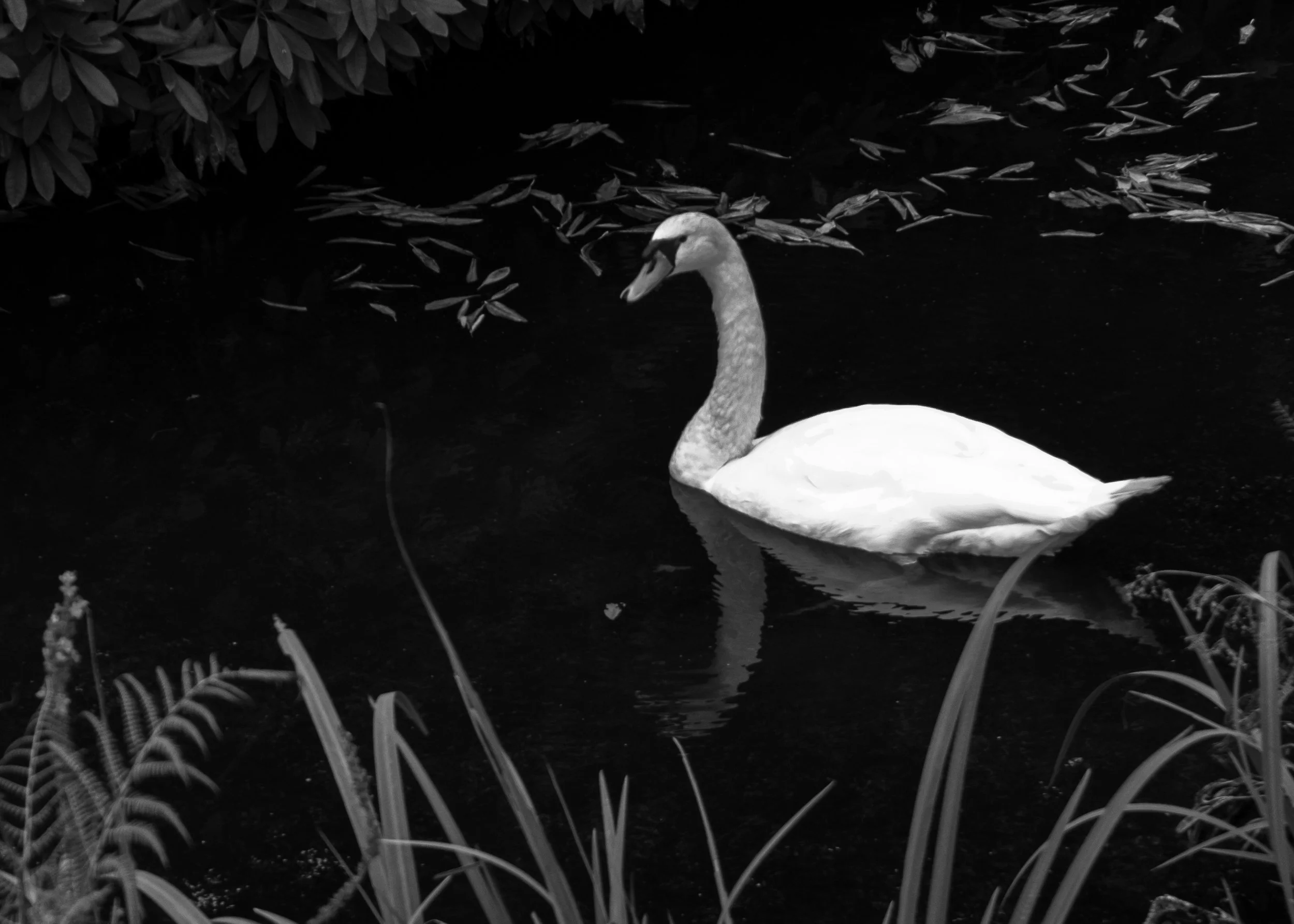 Quiet Swan - Mini Print