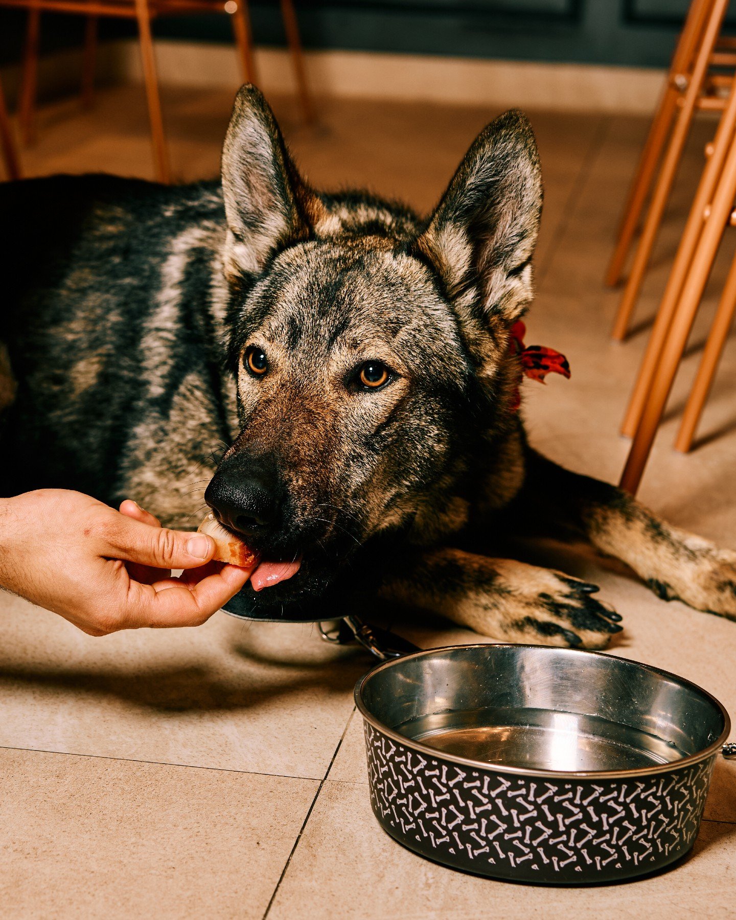 Aqu&iacute; las mesas tambi&eacute;n tienen sitio para ellos.

Agua fresca, alguna caricia
y m&aacute;s de un bocado que cae &ldquo;sin querer&rdquo;.

Porque los buenos planes saben mejor
cuando nadie se queda fuera.

S&iacute;, somos pet friendly.
