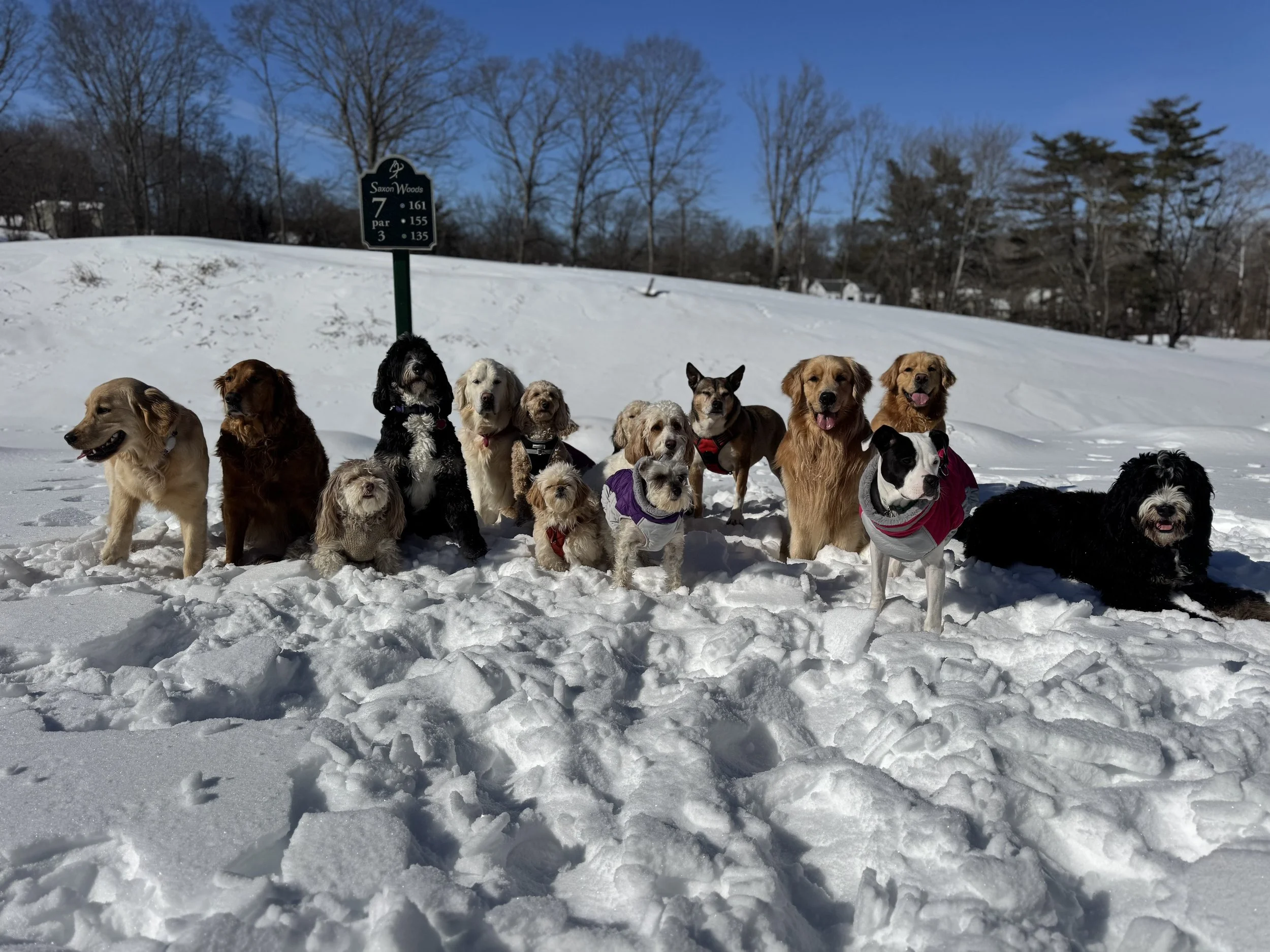 Best Dog Hiking Trails in Westchester County, NY