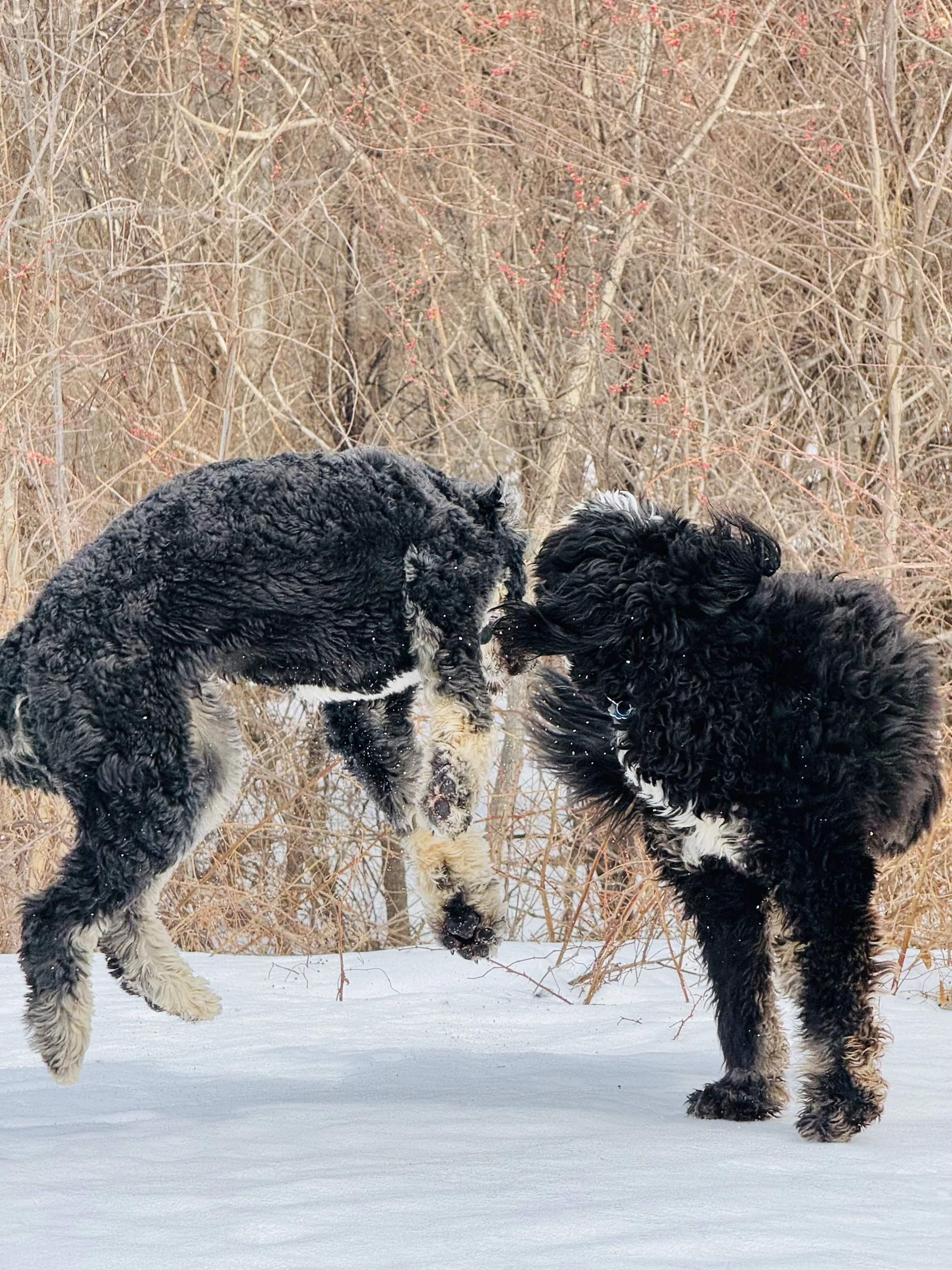 Dog Hiking Safety Guide: What Every Westchester Owner Should Know