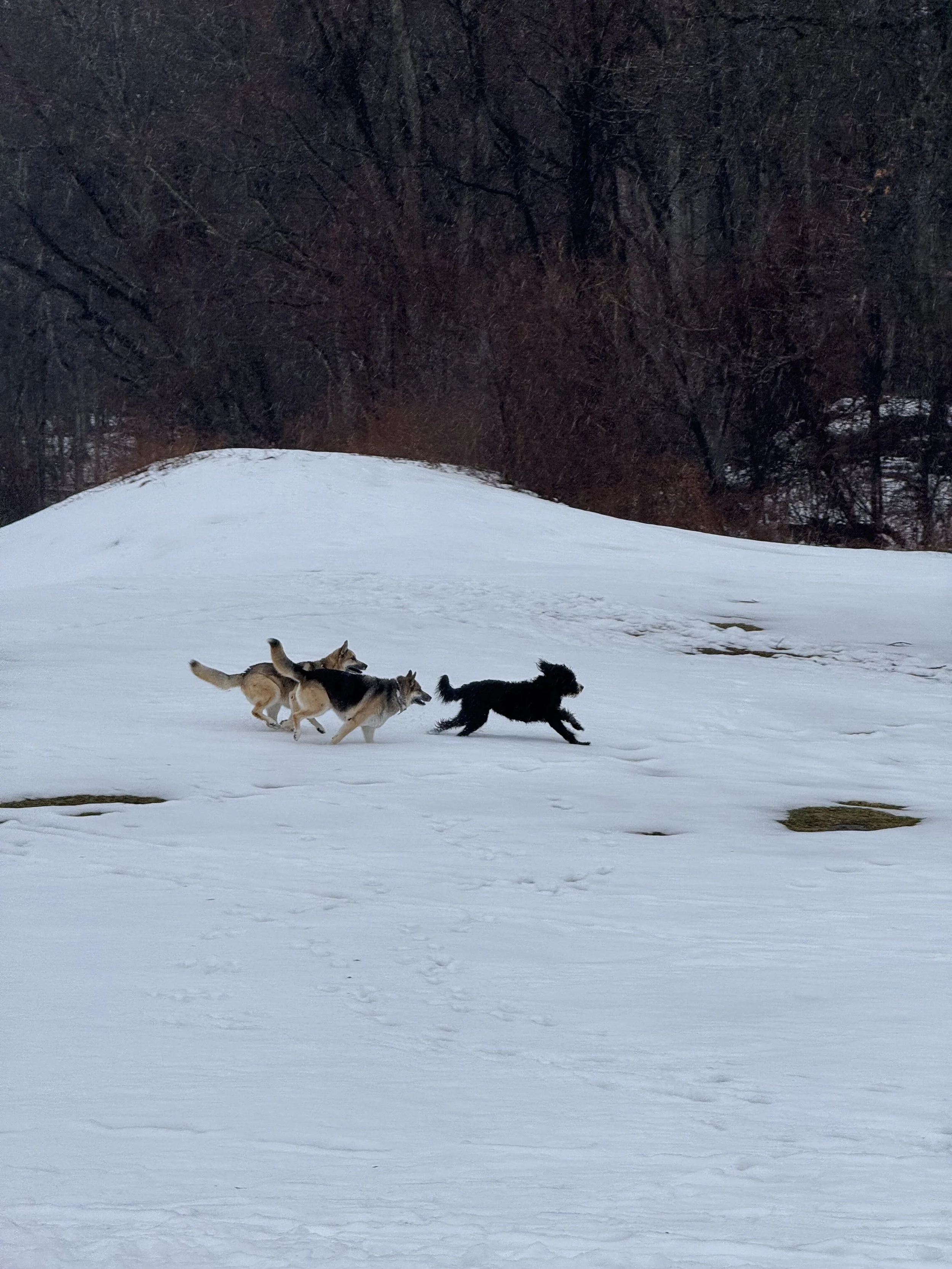 How far should your dog hike?