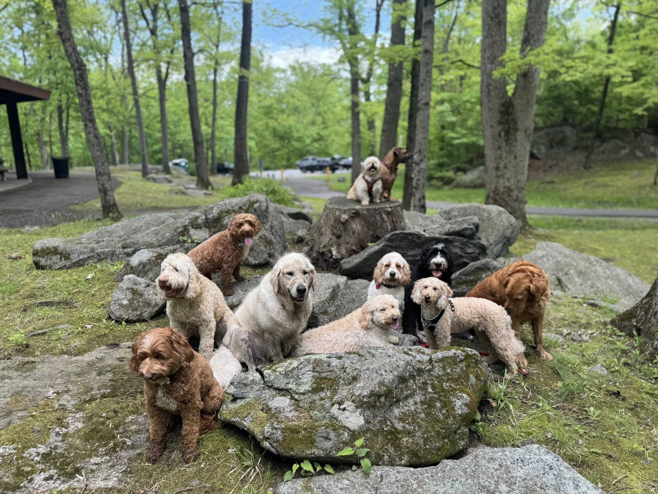 How Group Hikes Help Anxious and Reactive Dogs