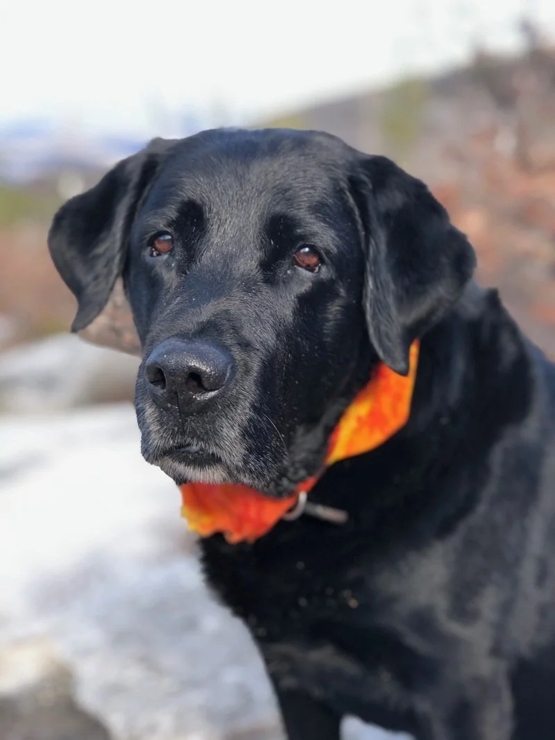 Close-up of a black Labrador Retriever with a weathered orange bandana around its neck, outdoors on a snowy day. Adventure Pack dog walking services