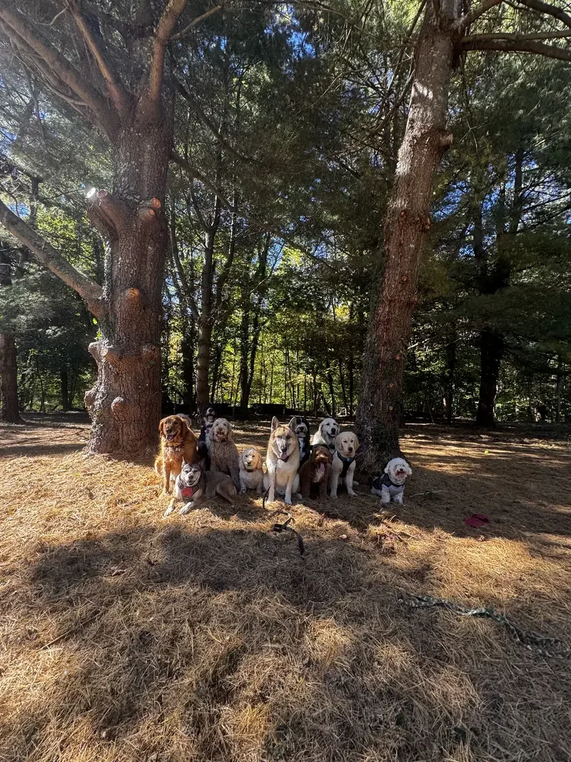 A group of dogs sitting on the ground in front of trees in a forested area, with sunlight filtering through the leaves.