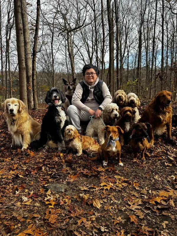 Westchester Dog Walkers. A person in a gray jacket and glasses surrounded by fifteen dogs of various breeds in a forest with fallen leaves.