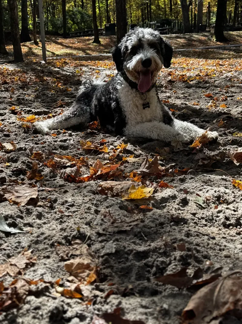 A happy black and white dog lying on sandy ground with fallen autumn leaves in a wooded park.