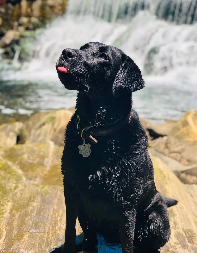 Black Labrador Retriever dog sitting on rocks near a waterfall, with its tongue slightly sticking out.