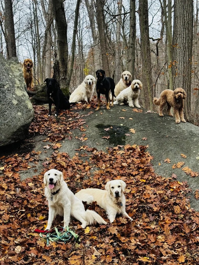 Dog hiking services in Westchester New York. Group of dogs sitting and lying on a large rock and leaf-covered ground in a forested area during fall.