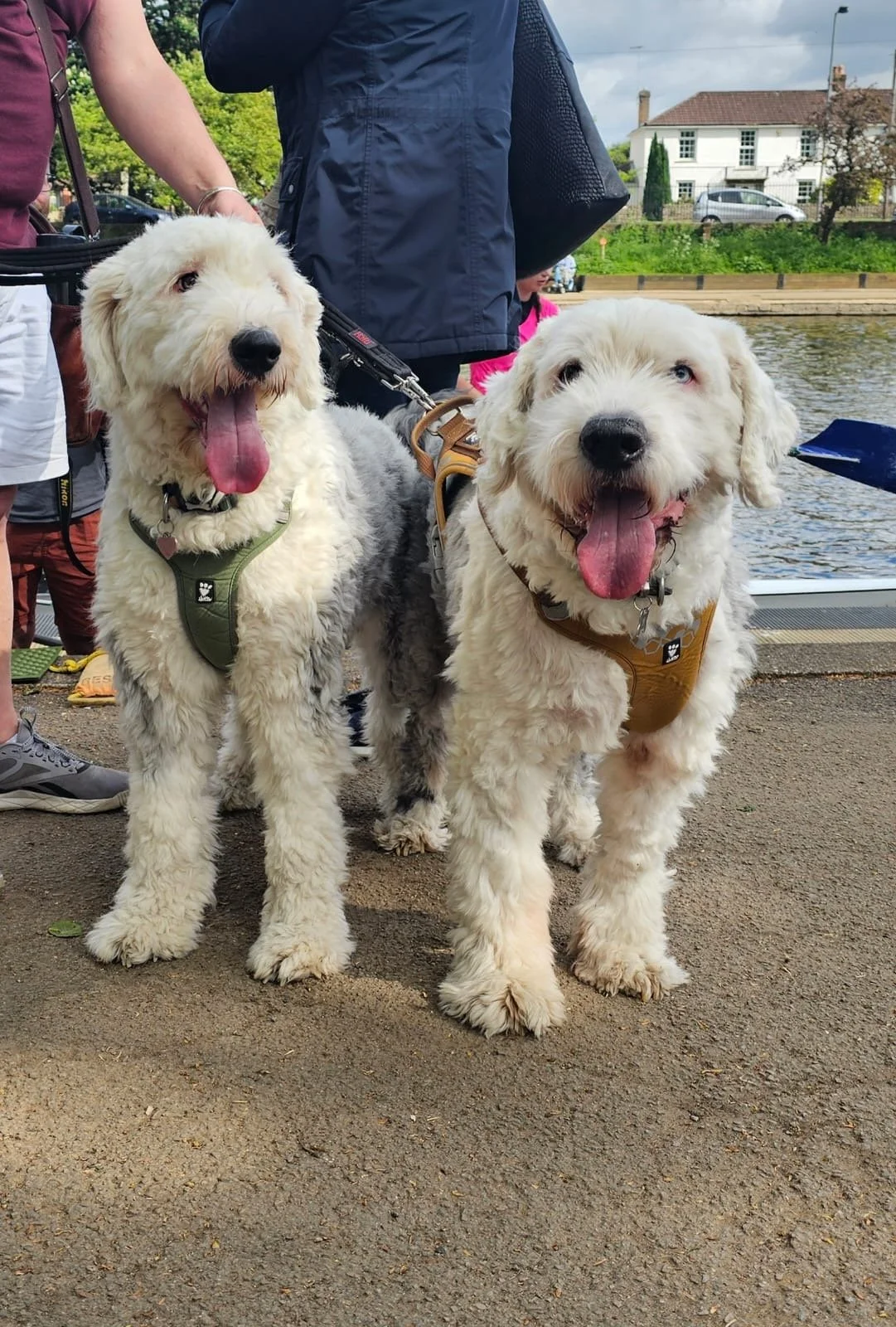 Two fluffy dogs with light cream-colored fur, one with a black nose and the other with a dark nose, standing on a dirt surface near a body of water. They are wearing harnesses, and one has its tongue out. There are people and houses in the background.