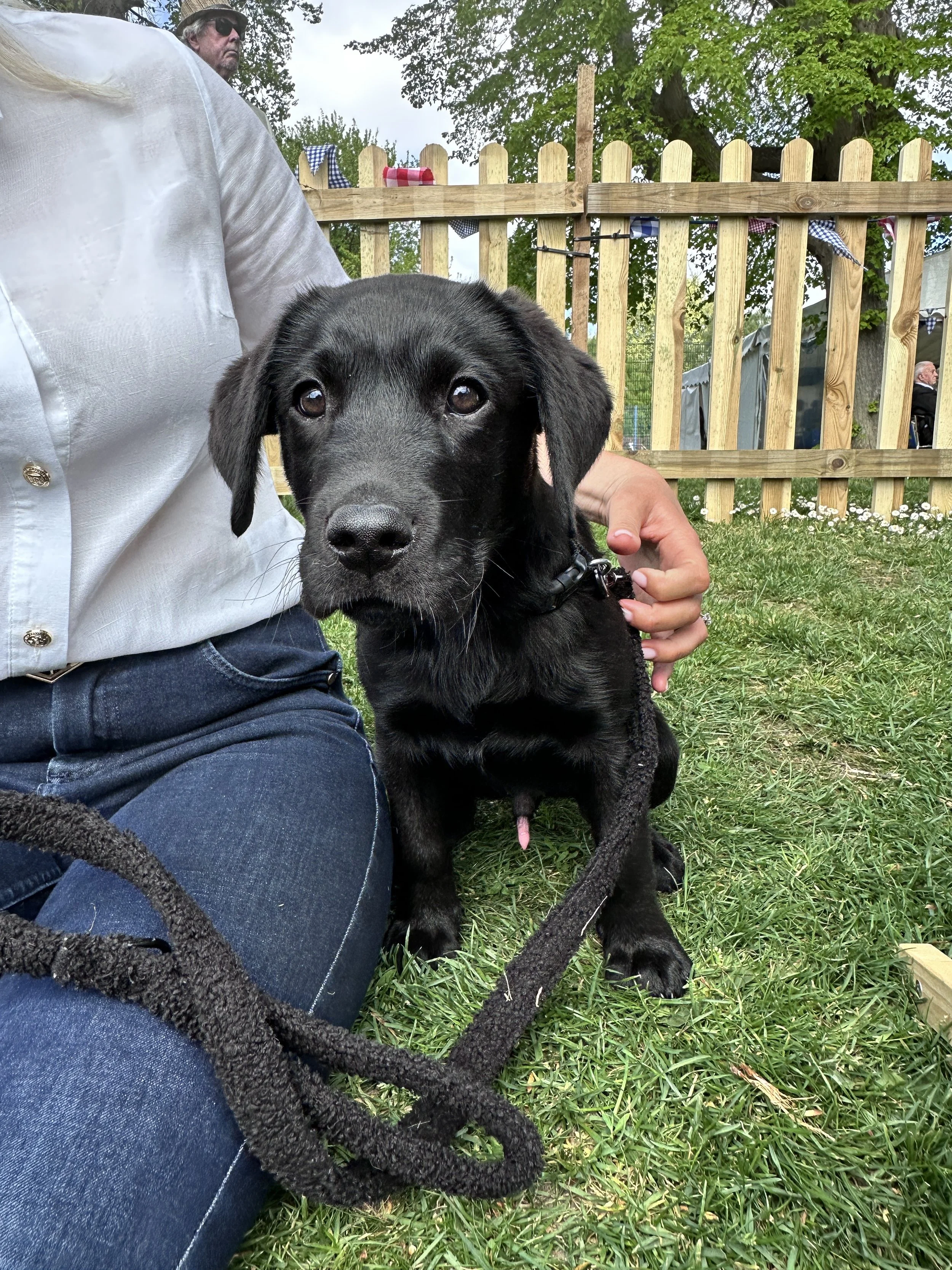 Evesham Regatta May 2025 - not all spectators enjoying the weather and ambience are hoomans!