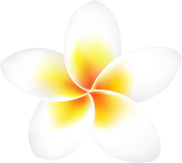 A digital illustration of a tropical flower with five white petals that have yellow and orange gradients near the center.