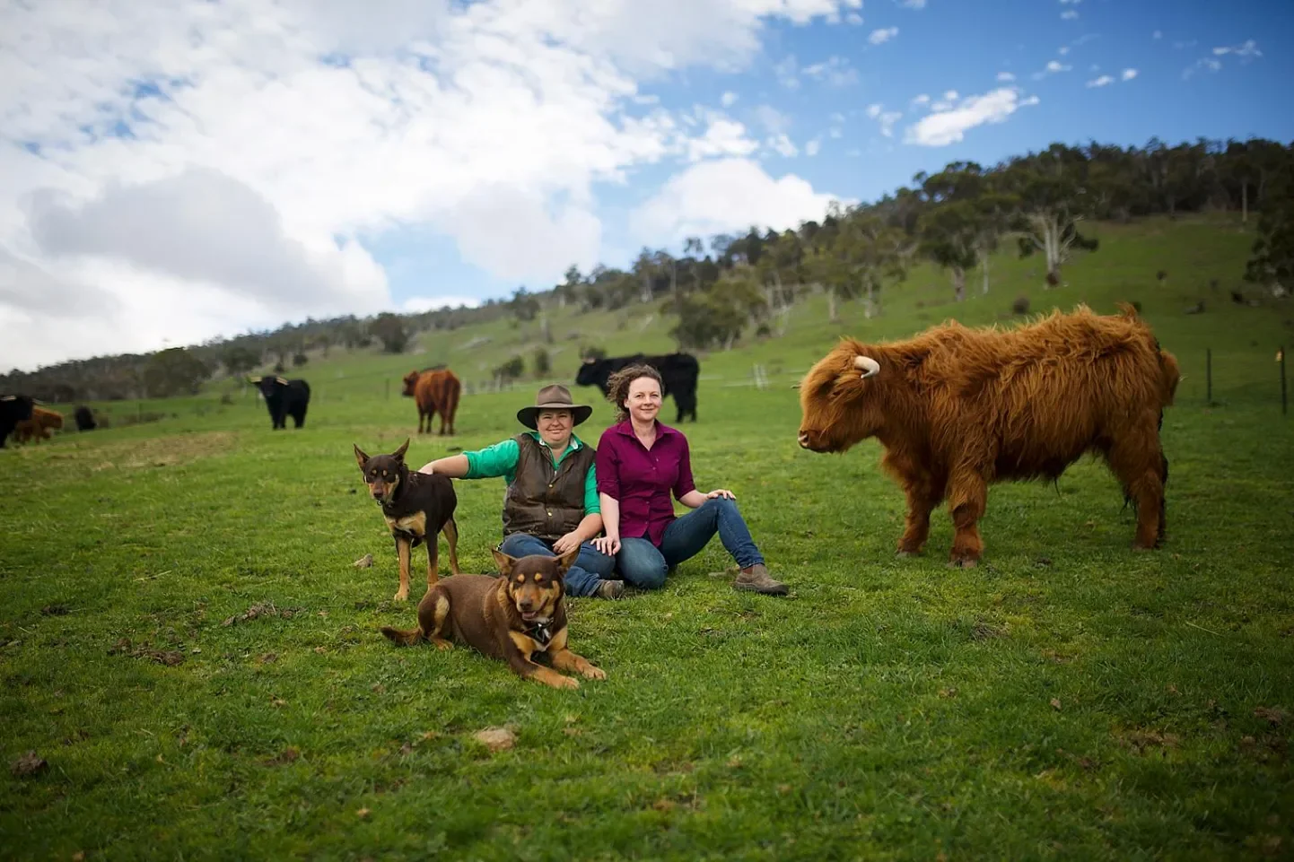 Two women sitting on the grass with two dogs, surrounded by cows on a green hillside under a partly cloudy sky.