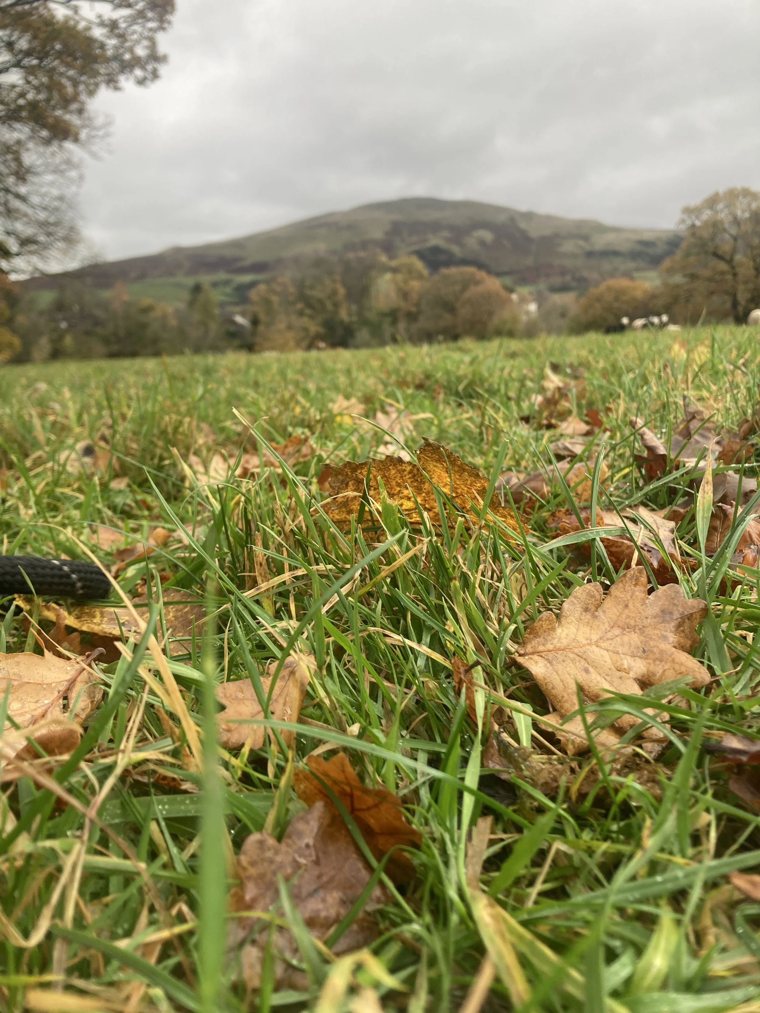 Close-up of fallen autumn leaves on green grass with a mountain in the background under a cloudy sky.