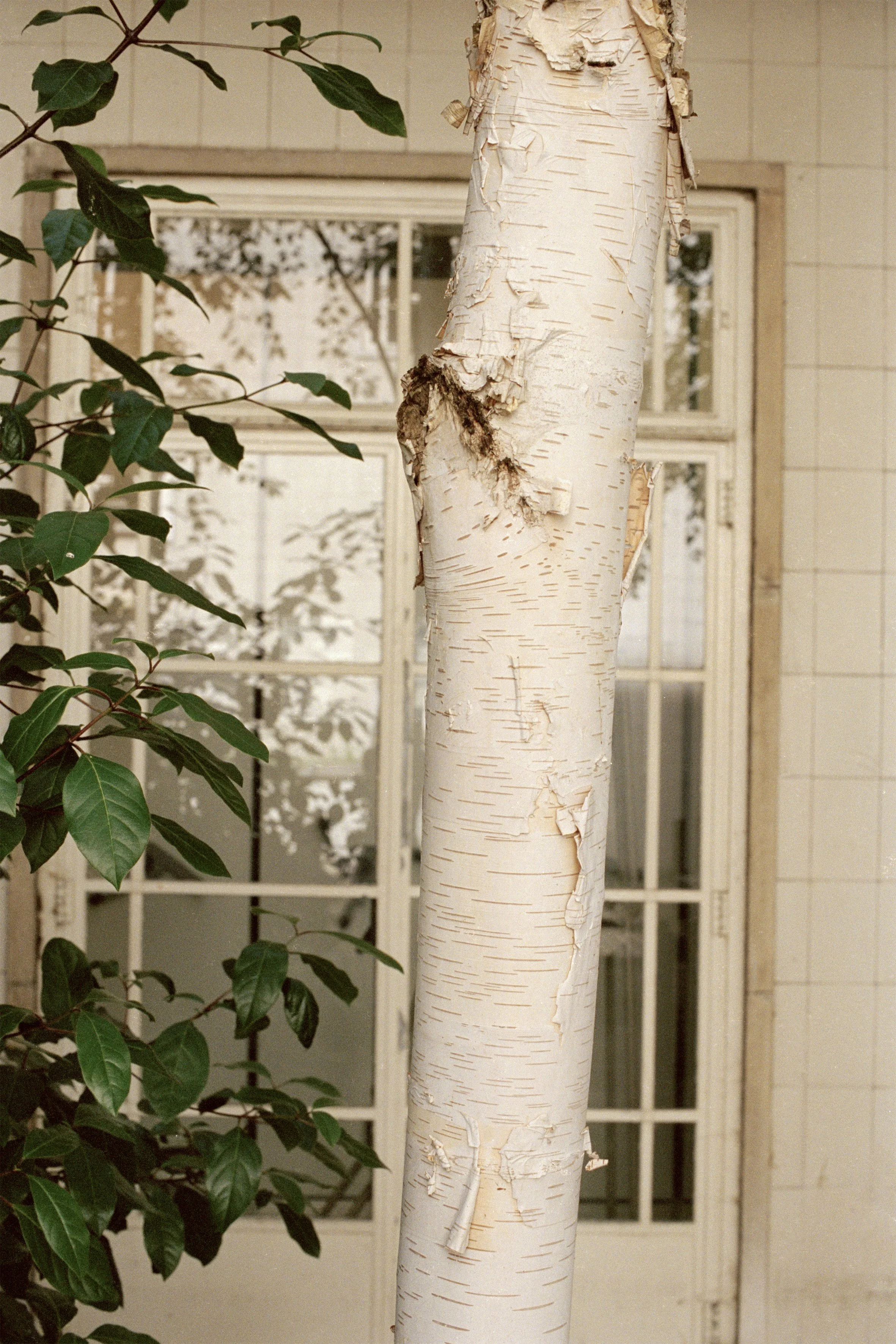 TC_202206_Warburg_F34_Birches.jpg