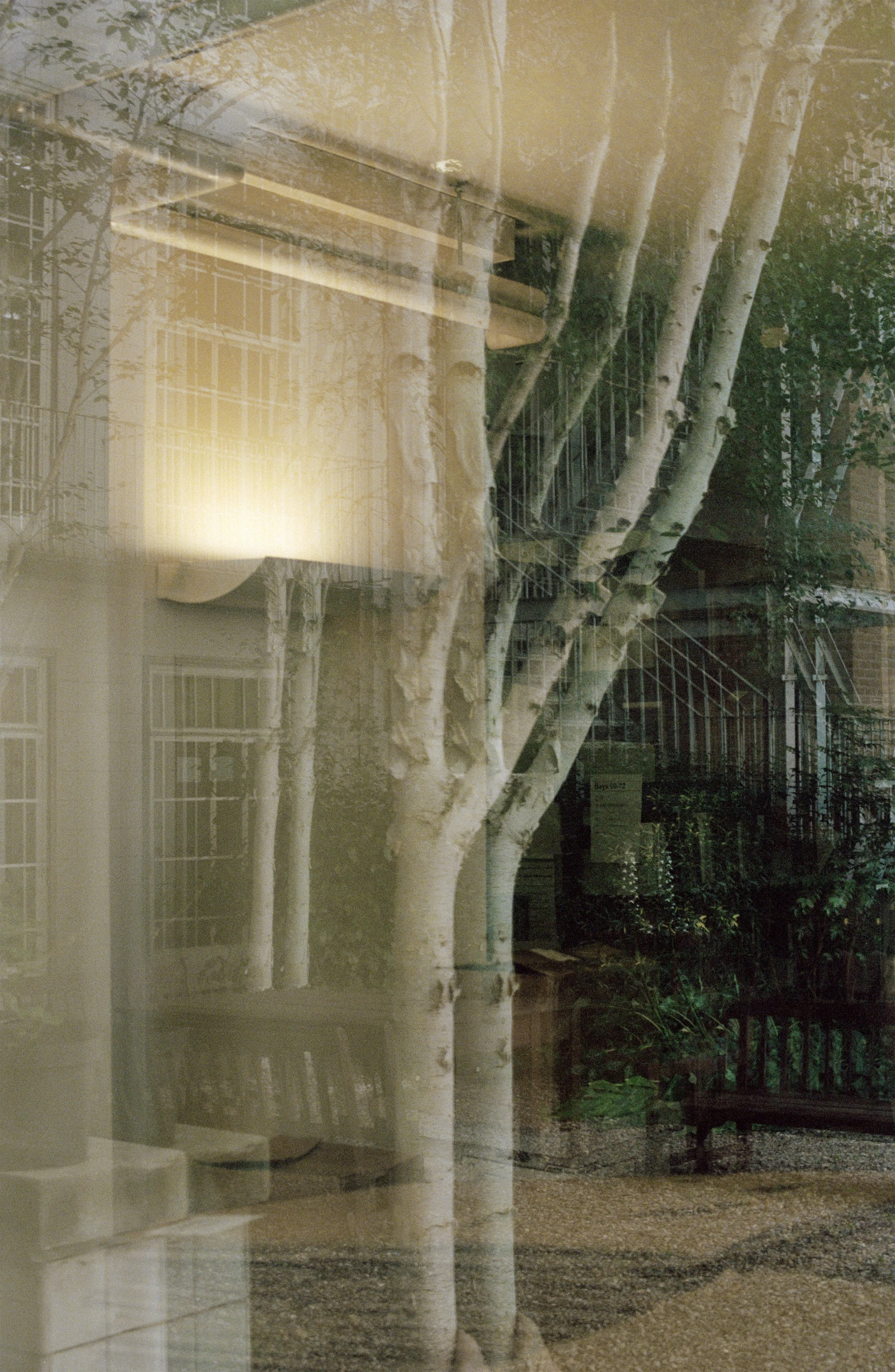 TC_20220617_Warburg_TreeReflections_F7.jpg