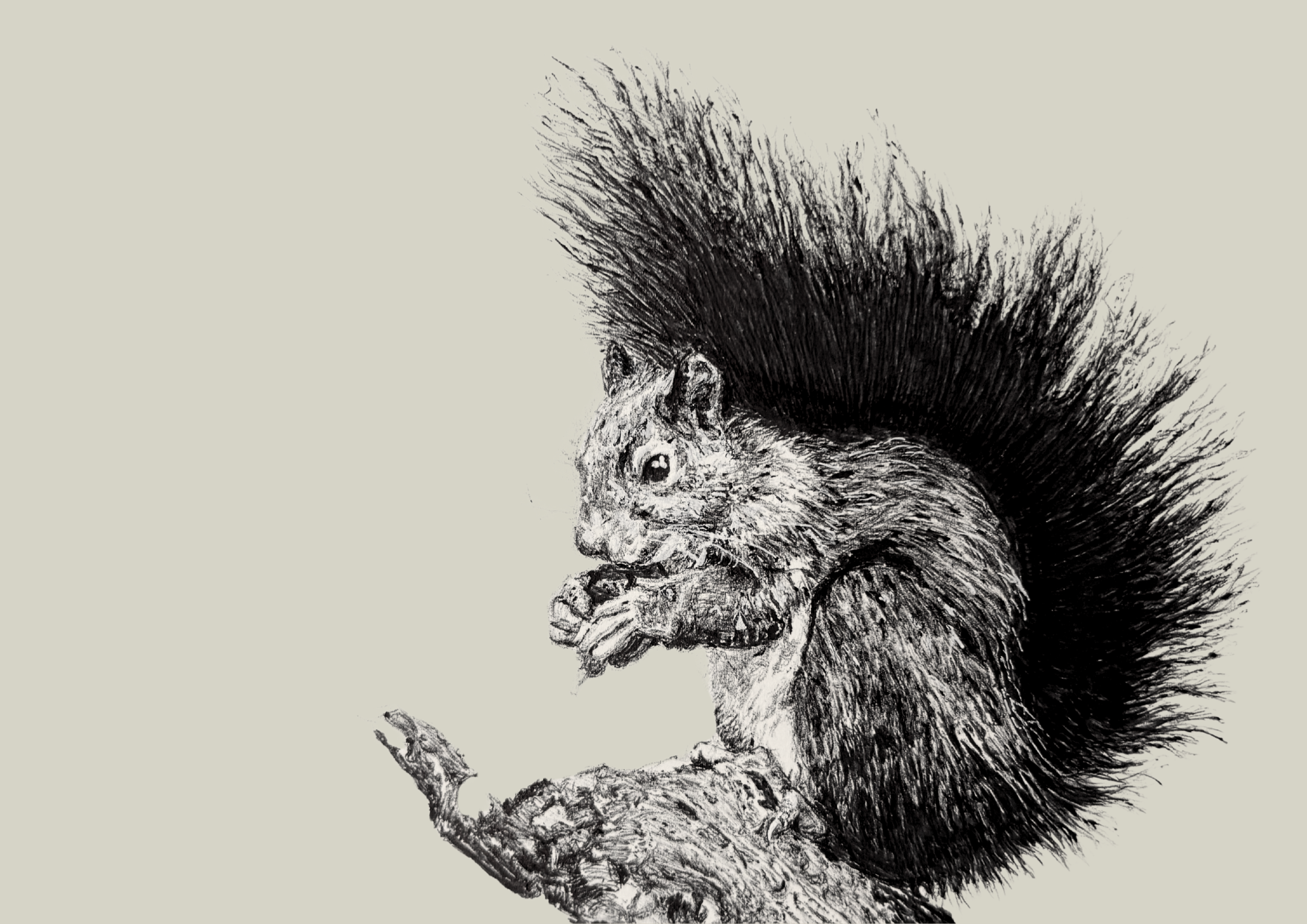 Red Squirrel.2025.ballpoint on paper - 21 x 29.7 cm / 8.3 x 11.7 in.