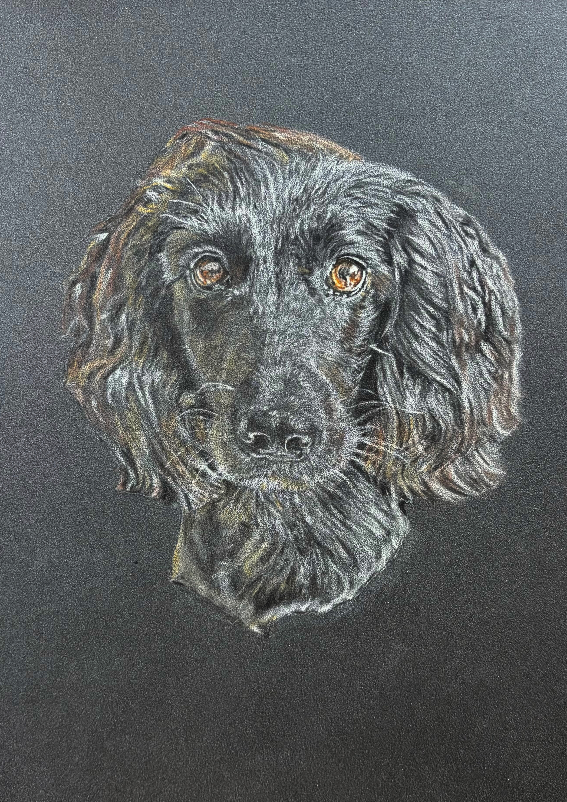 Pet Portrait.2026.coloured pencil on pastelmat 360g/m2 - 24 x 30 cm / 9.5 x 12 in.