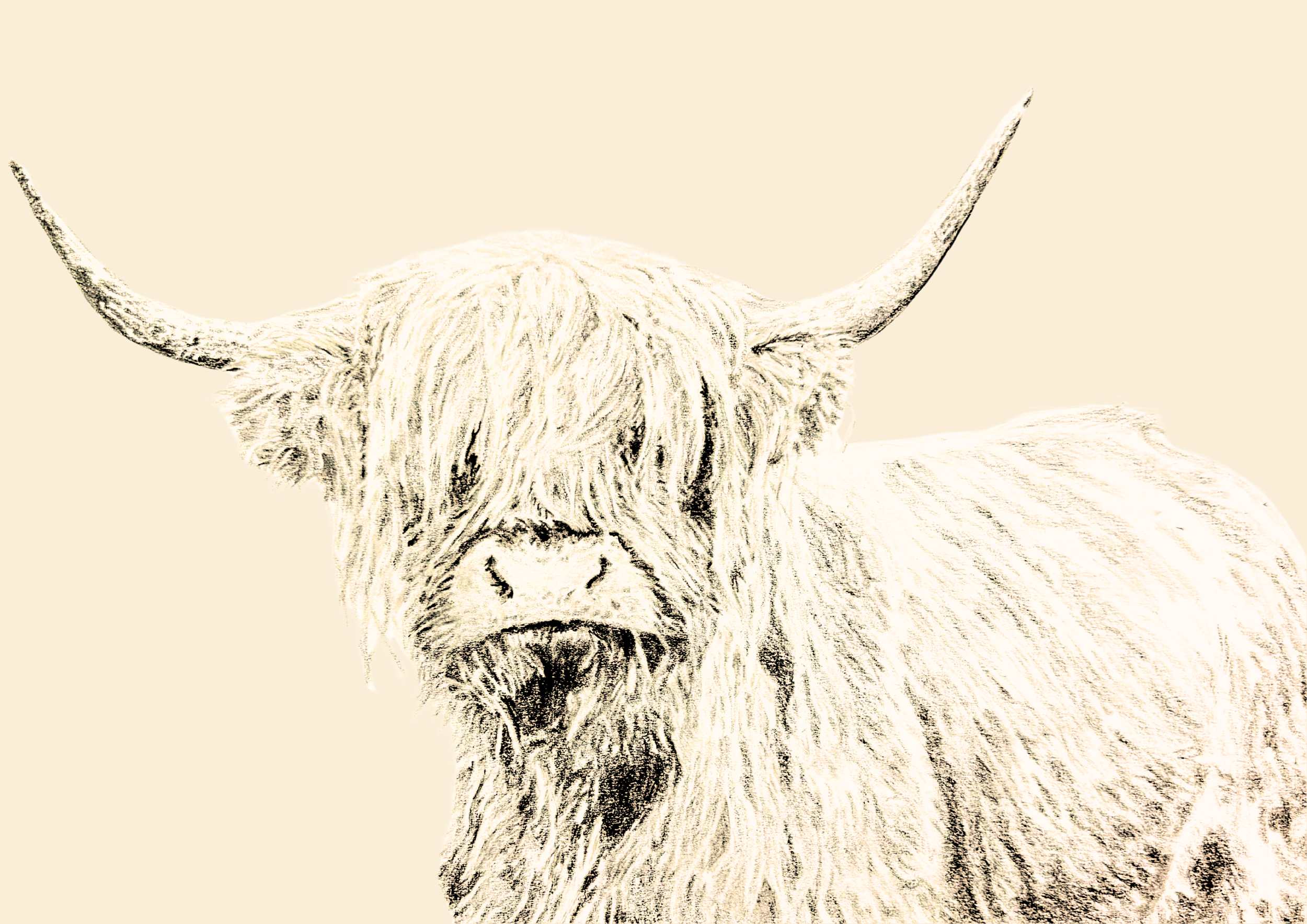 Highland Cow.png