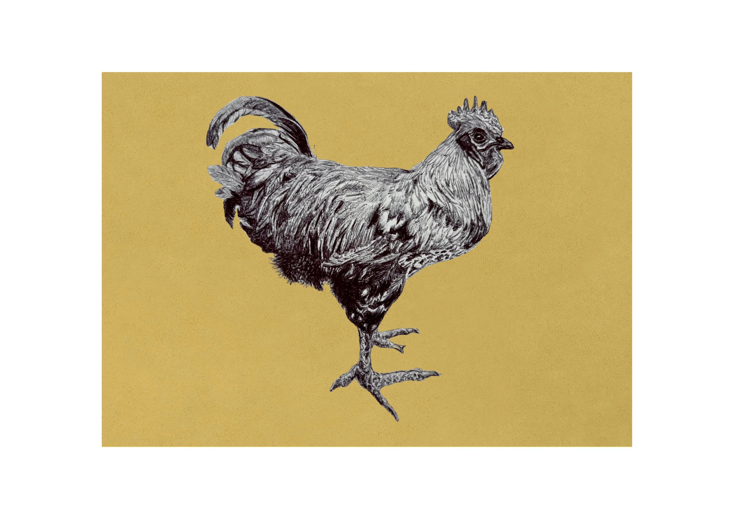 Chicken