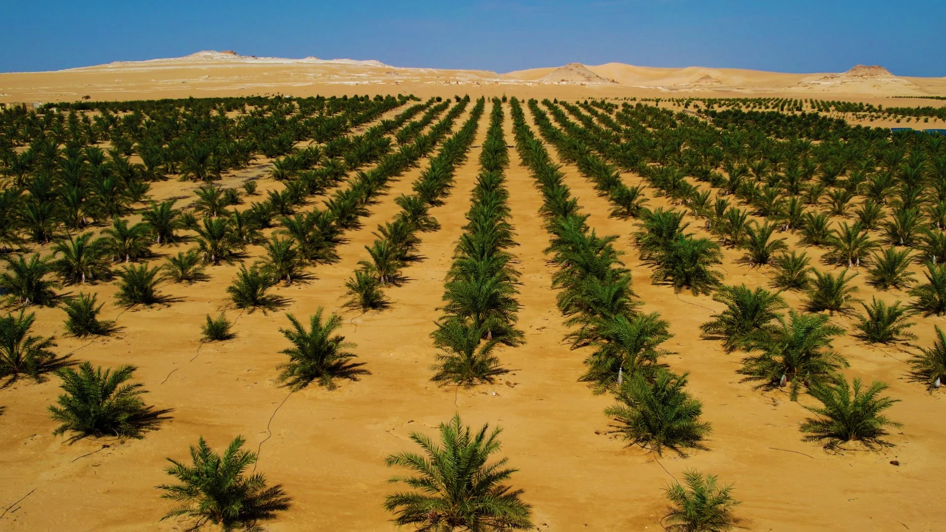 Naqaa farm