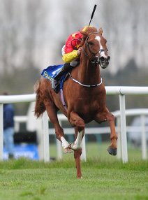 Racehorse. Equine veterinary services.