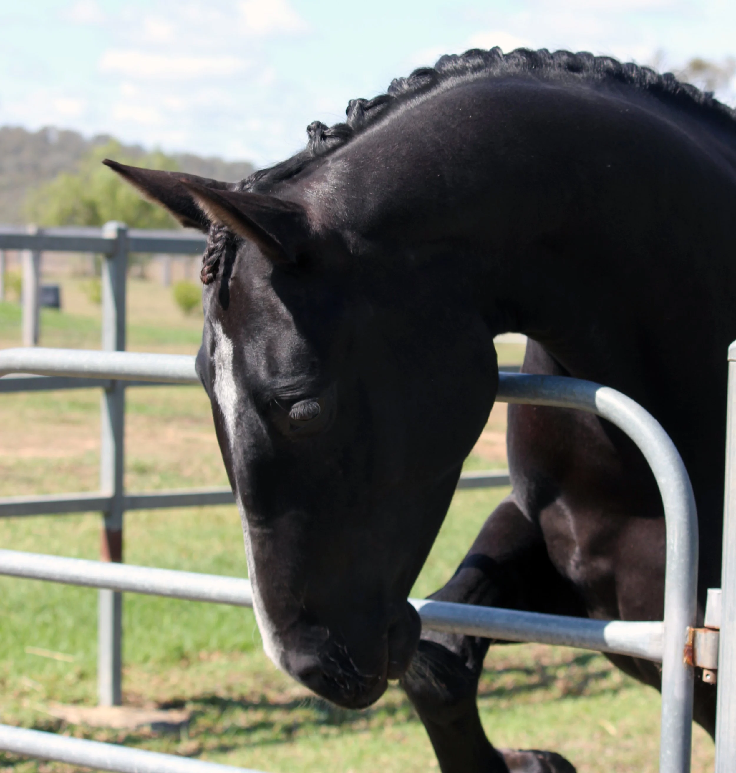 Black horse. Equine veterinarian. Horse vet.