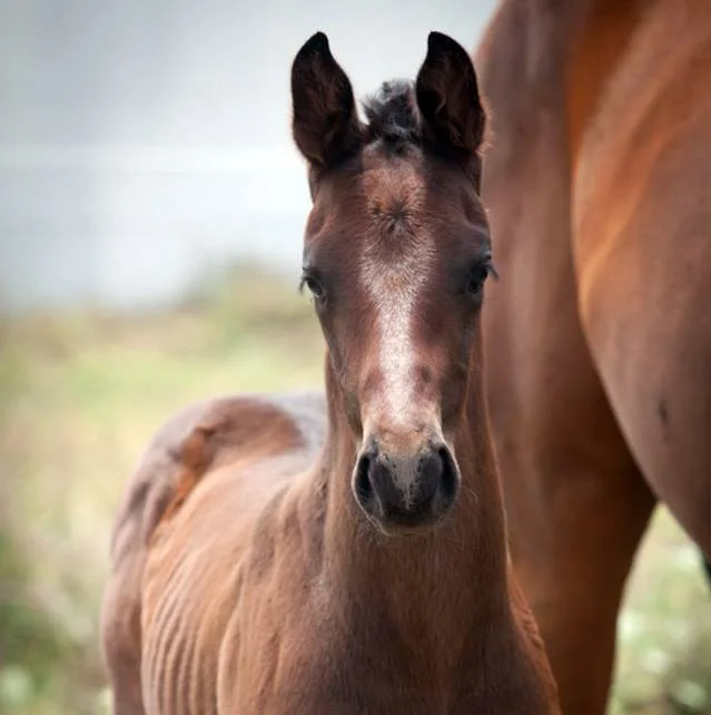 Close-up of a brown foal. Horse breeding. Equine reproduction. Equine veterinary services.