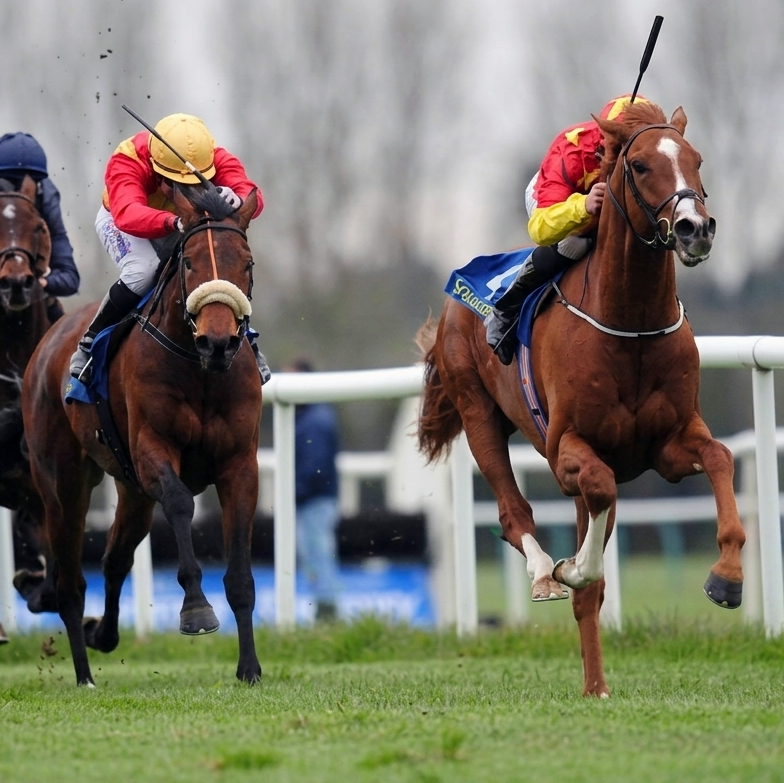 Horse racing. Equine sports medicine. Equine veterinarian.