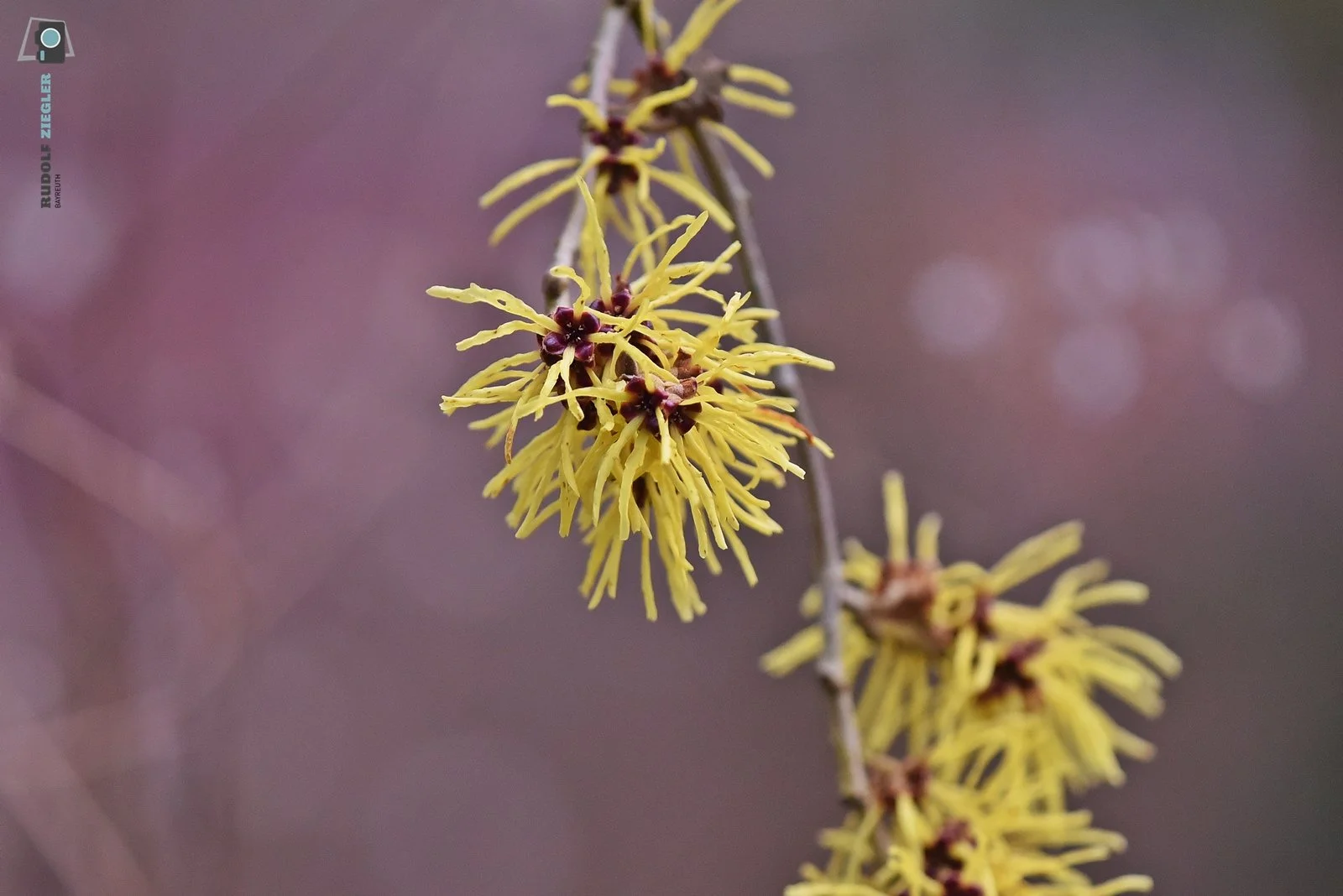 2026-03-01 #rauskopfaus - ÖBG 014-RZL.JPG