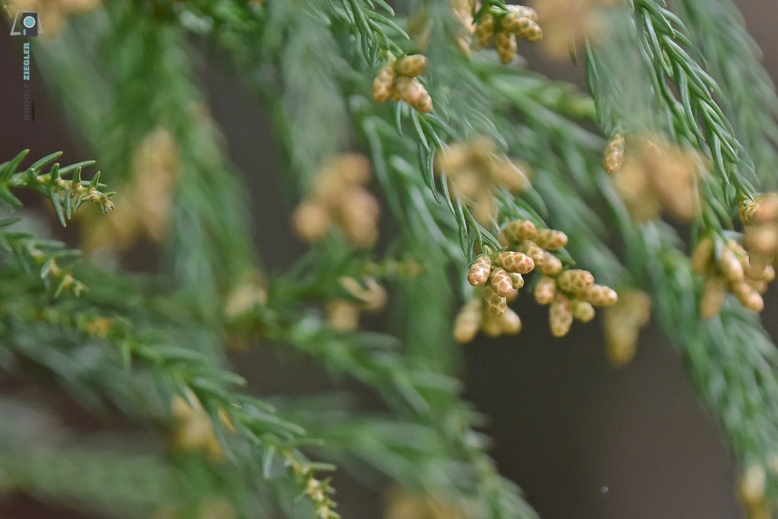 2026-03-01 #rauskopfaus - ÖBG 017-RZL.JPG