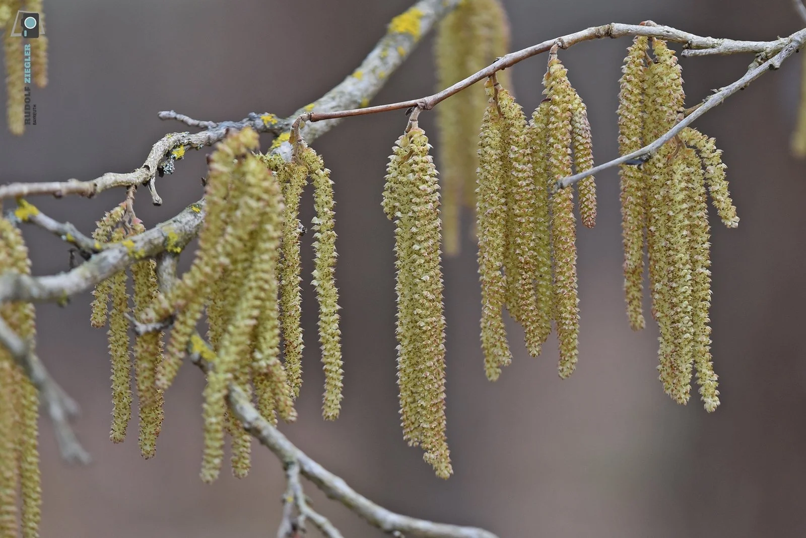 2026-03-01 #rauskopfaus - ÖBG 023-RZL.JPG