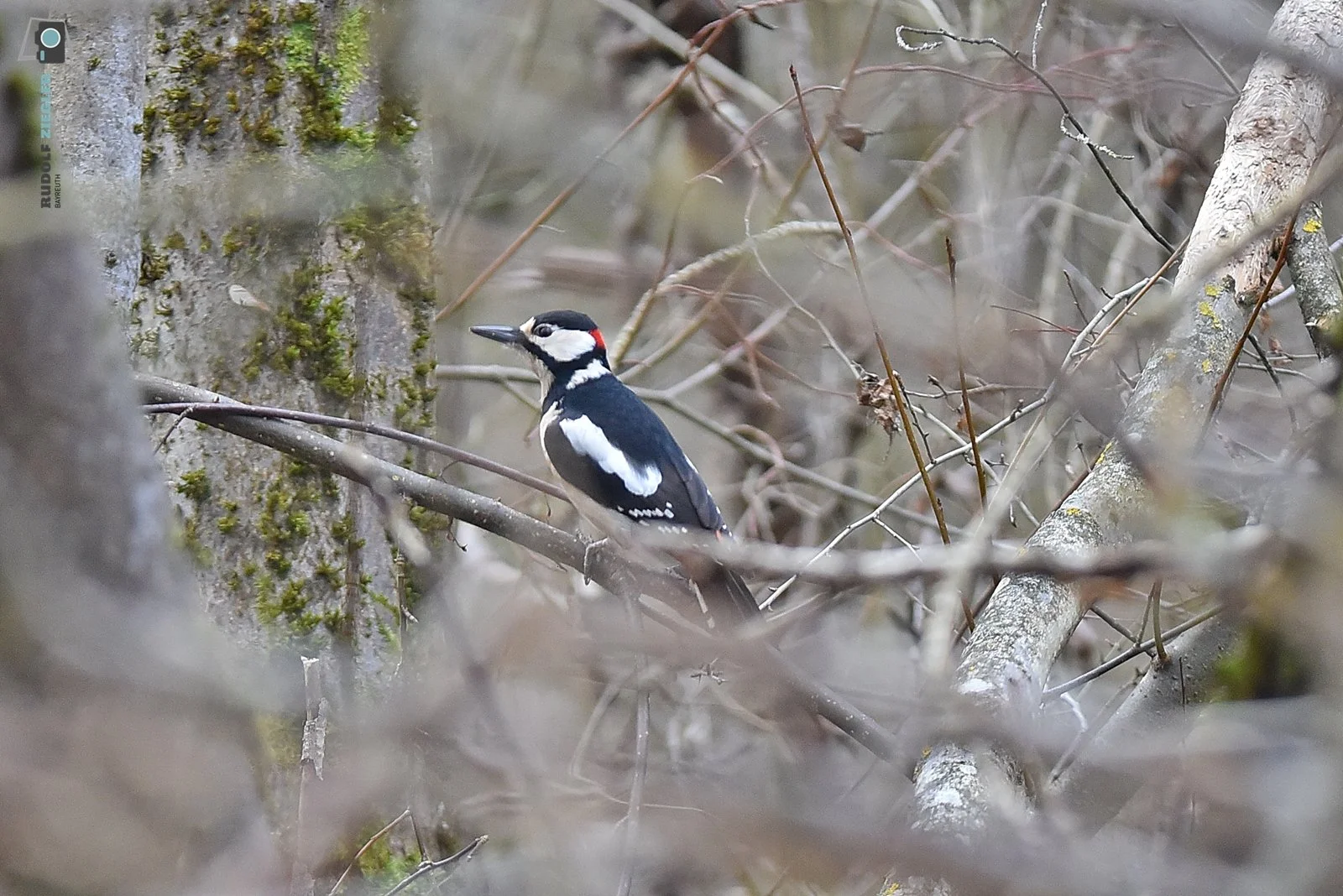 2026-03-01 #rauskopfaus - ÖBG 039-RZL.JPG