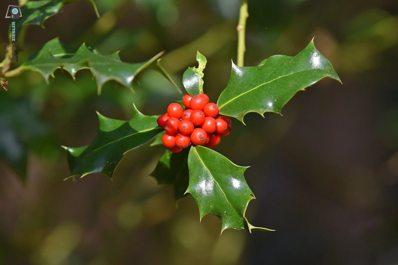 2026-03-01 #rauskopfaus - ÖBG 054-RZL.JPG