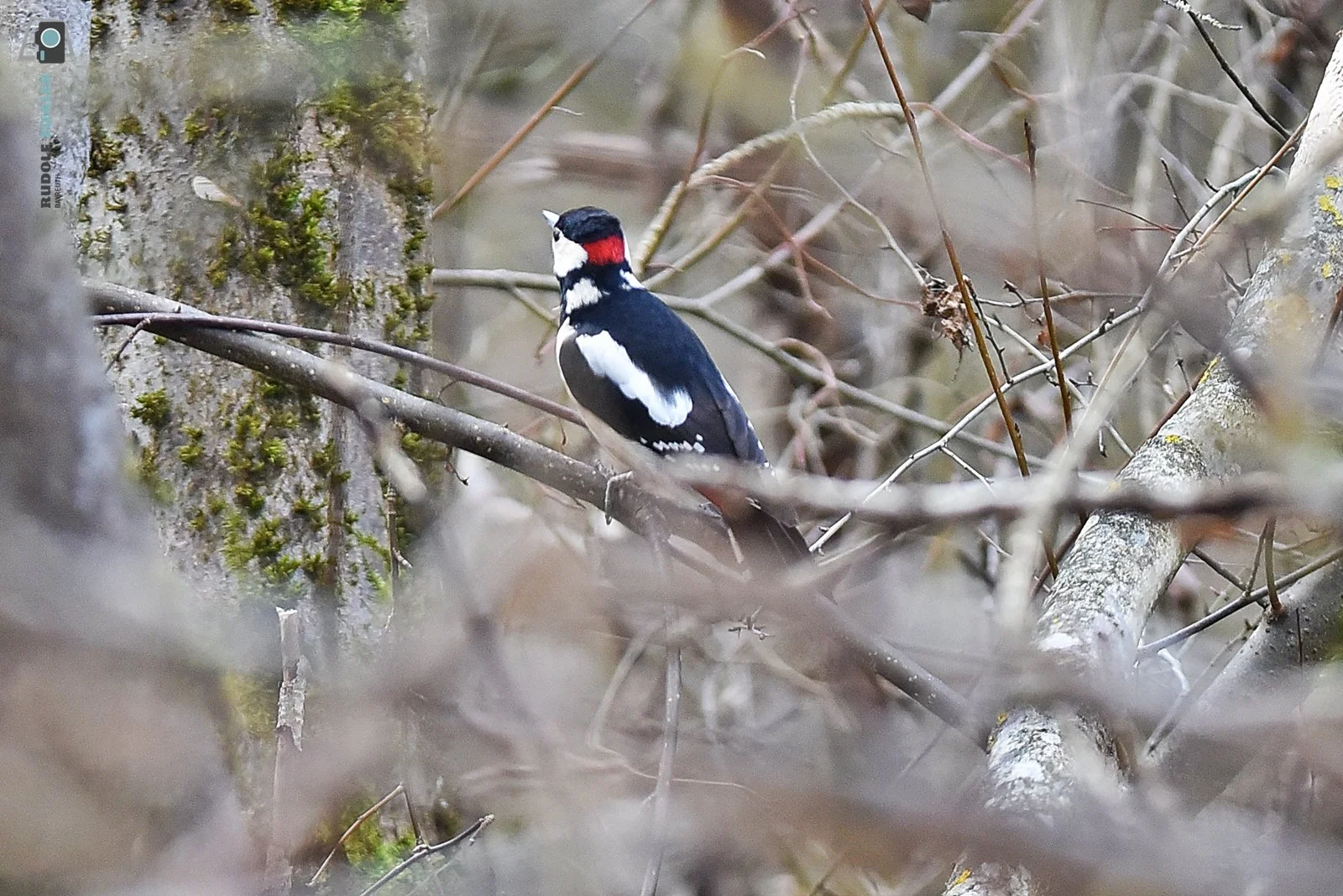 2026-03-01 #rauskopfaus - ÖBG 040-RZL.JPG