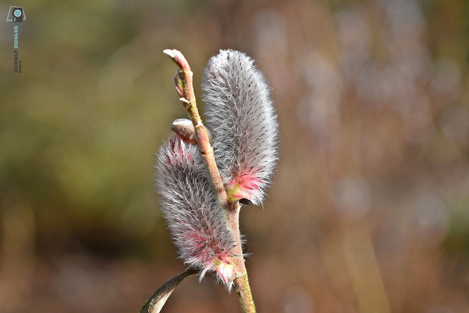 2026-03-04 #rauskopfaus - ÖBG Micro 016-RZL.JPG