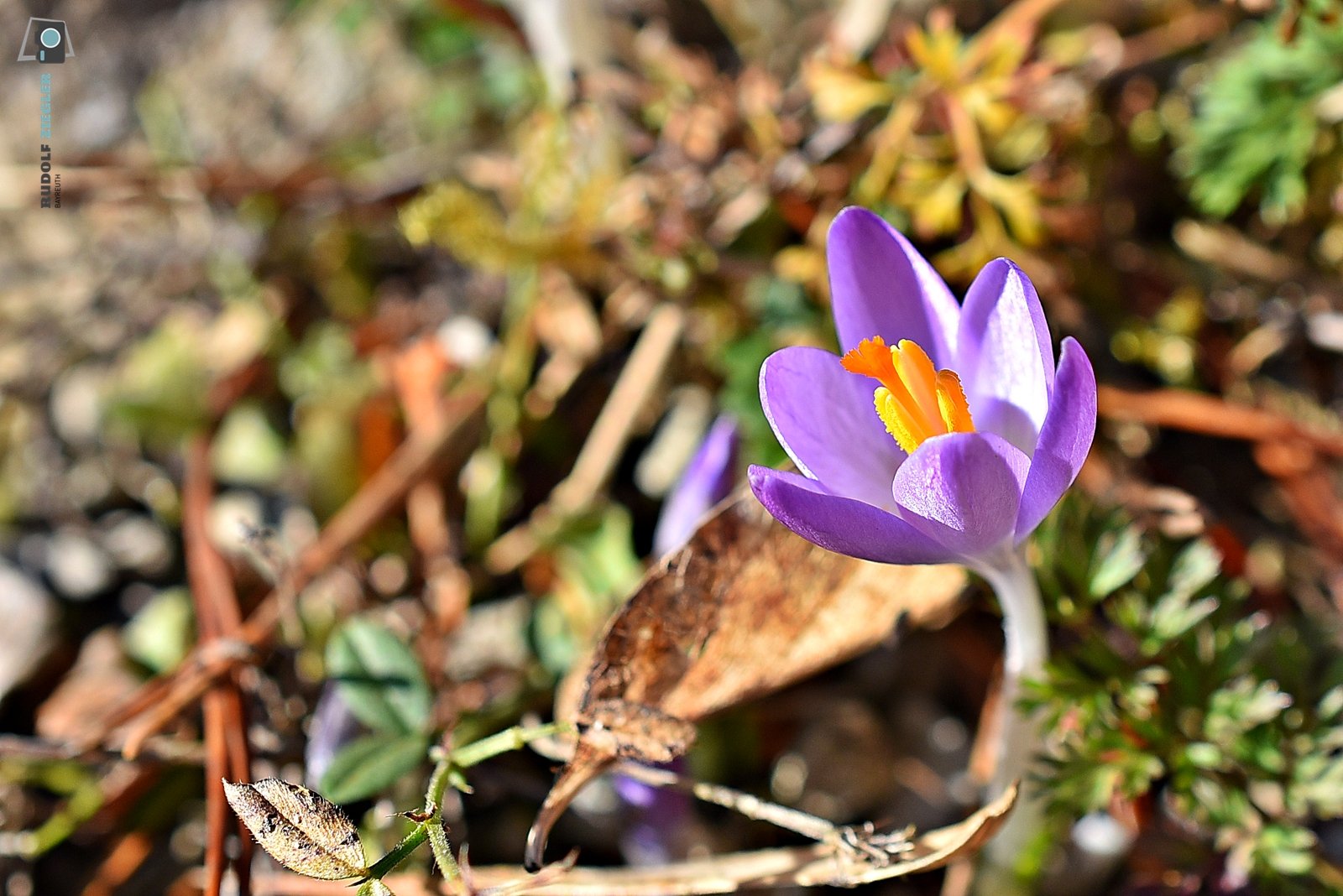 2026-03-04 #rauskopfaus - ÖBG Micro 017-RZL.JPG