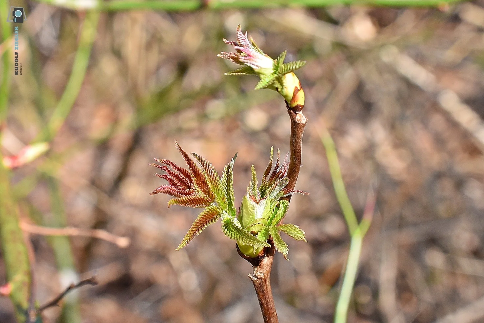 2026-03-04 #rauskopfaus - ÖBG Micro 033-RZL.JPG