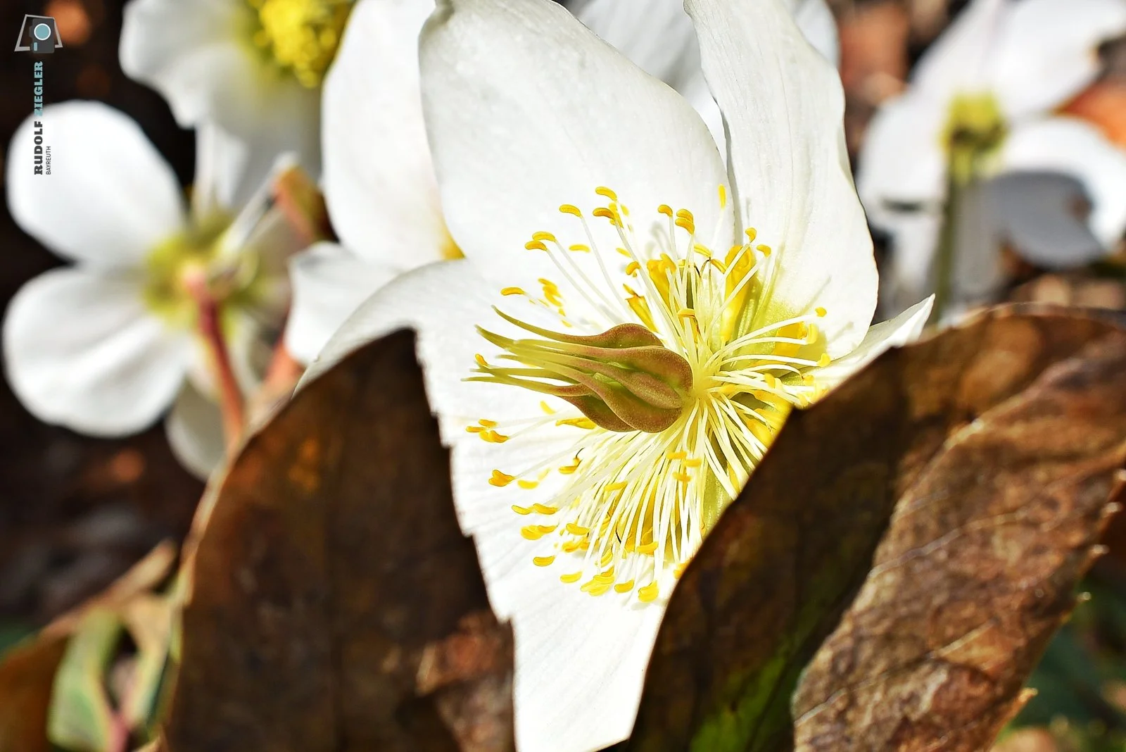 2026-03-04 #rauskopfaus - ÖBG Micro 046-RZL.JPG