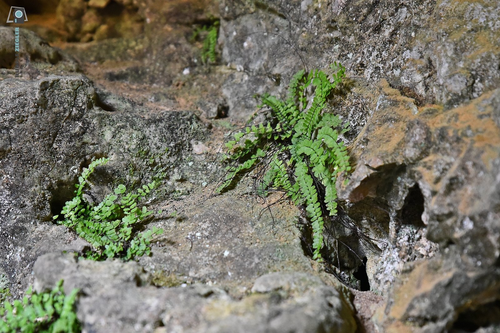 2026-03-09 Naturkraft 019-RZL.JPG