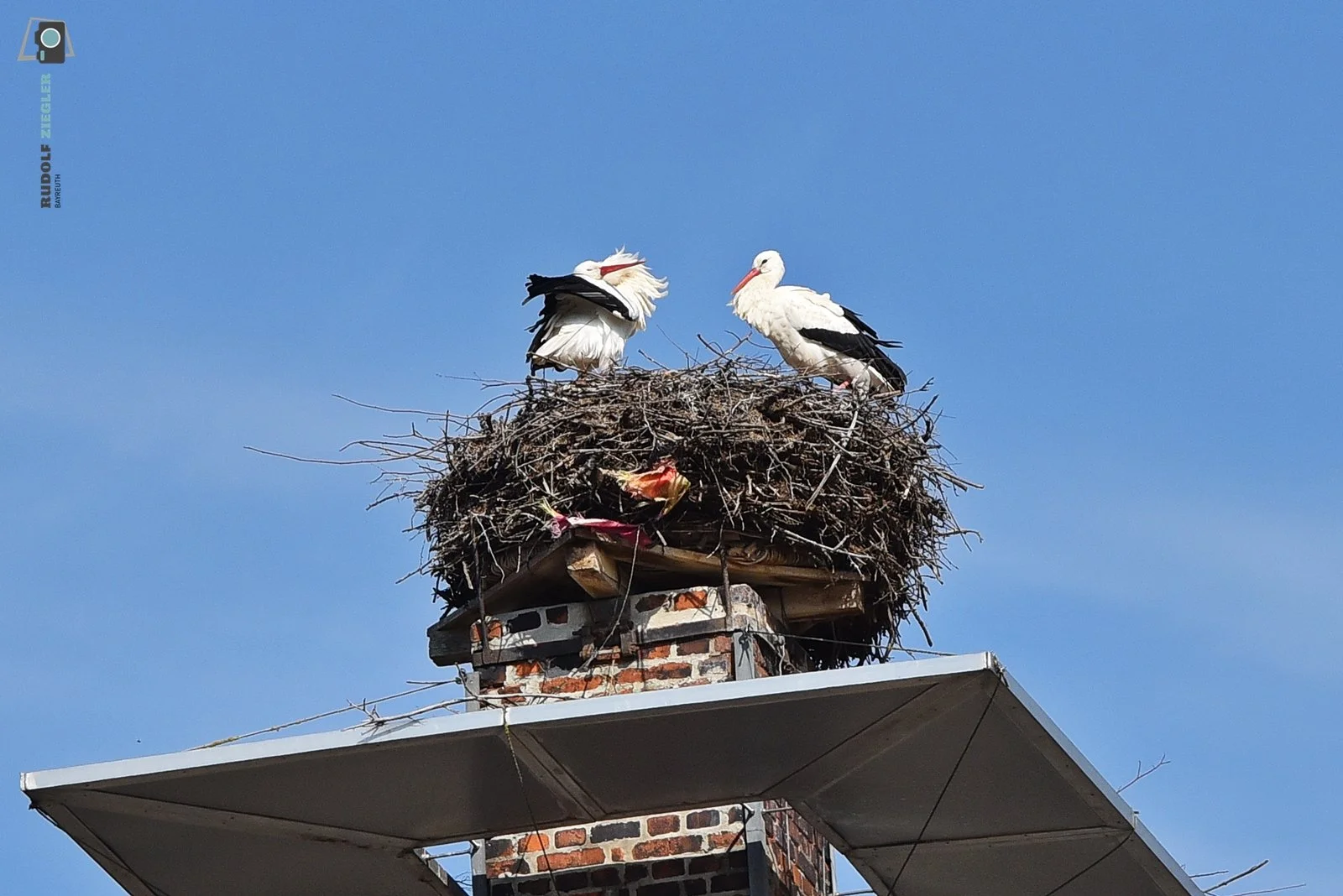 2026-03-23 Störche 002-RZL.JPG