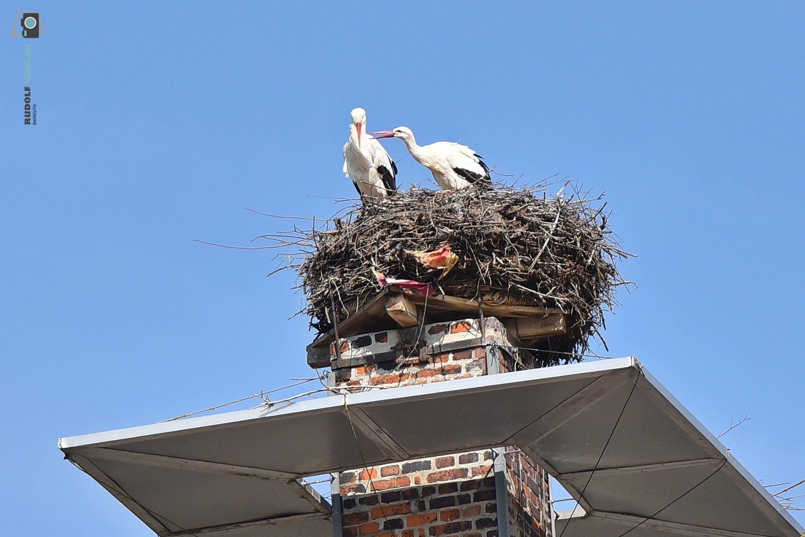 2026-03-23 Störche 046-RZL.JPG