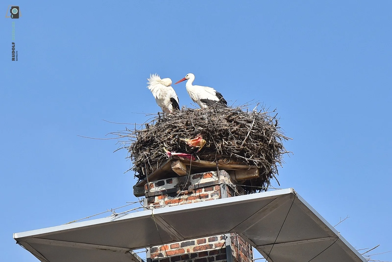 2026-03-23 Störche 053-RZL.JPG