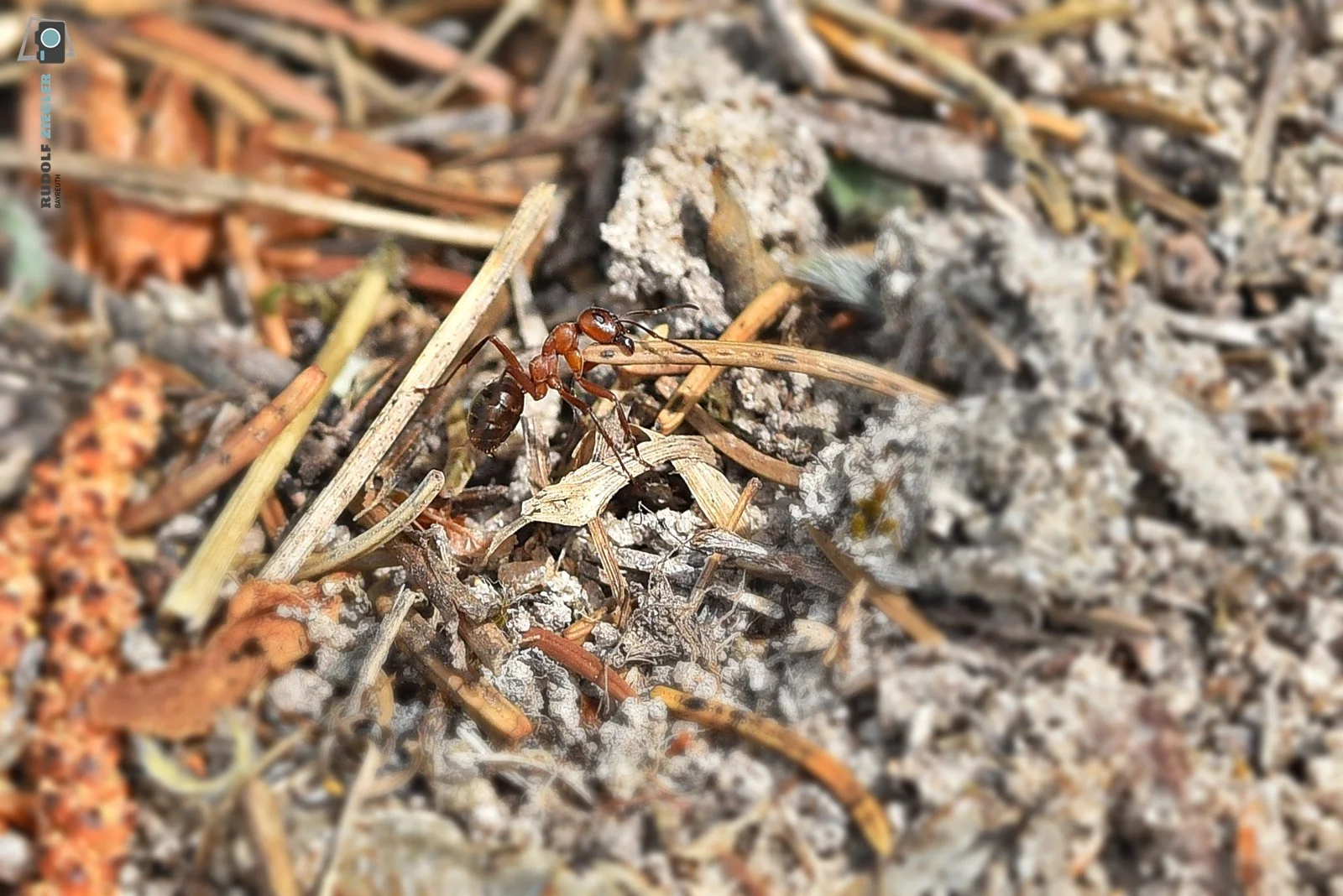 2026-05-04 ÖBG - Macro 027-RZL.JPG