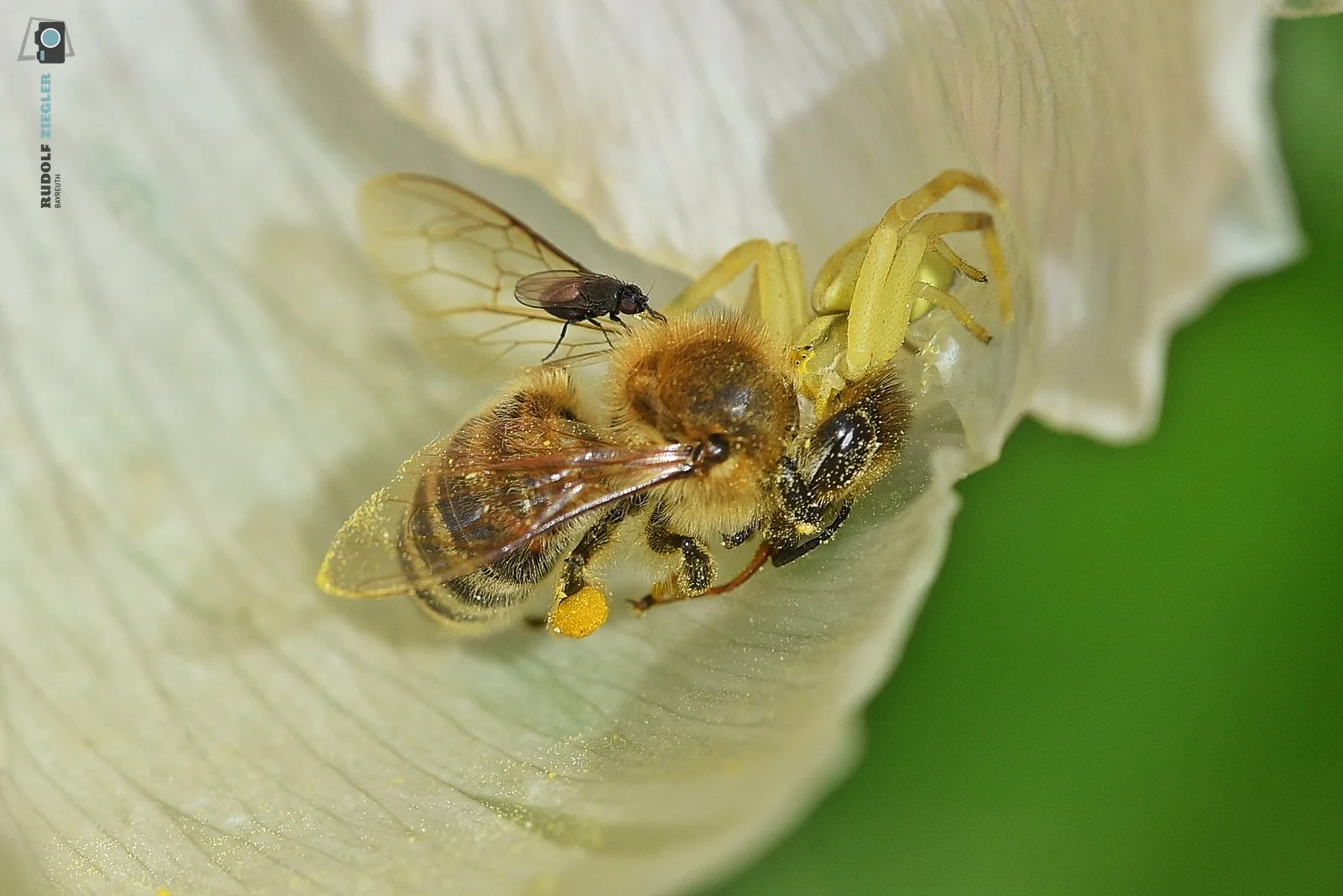 2026-05-04 ÖBG - Macro 039-RZL.JPG