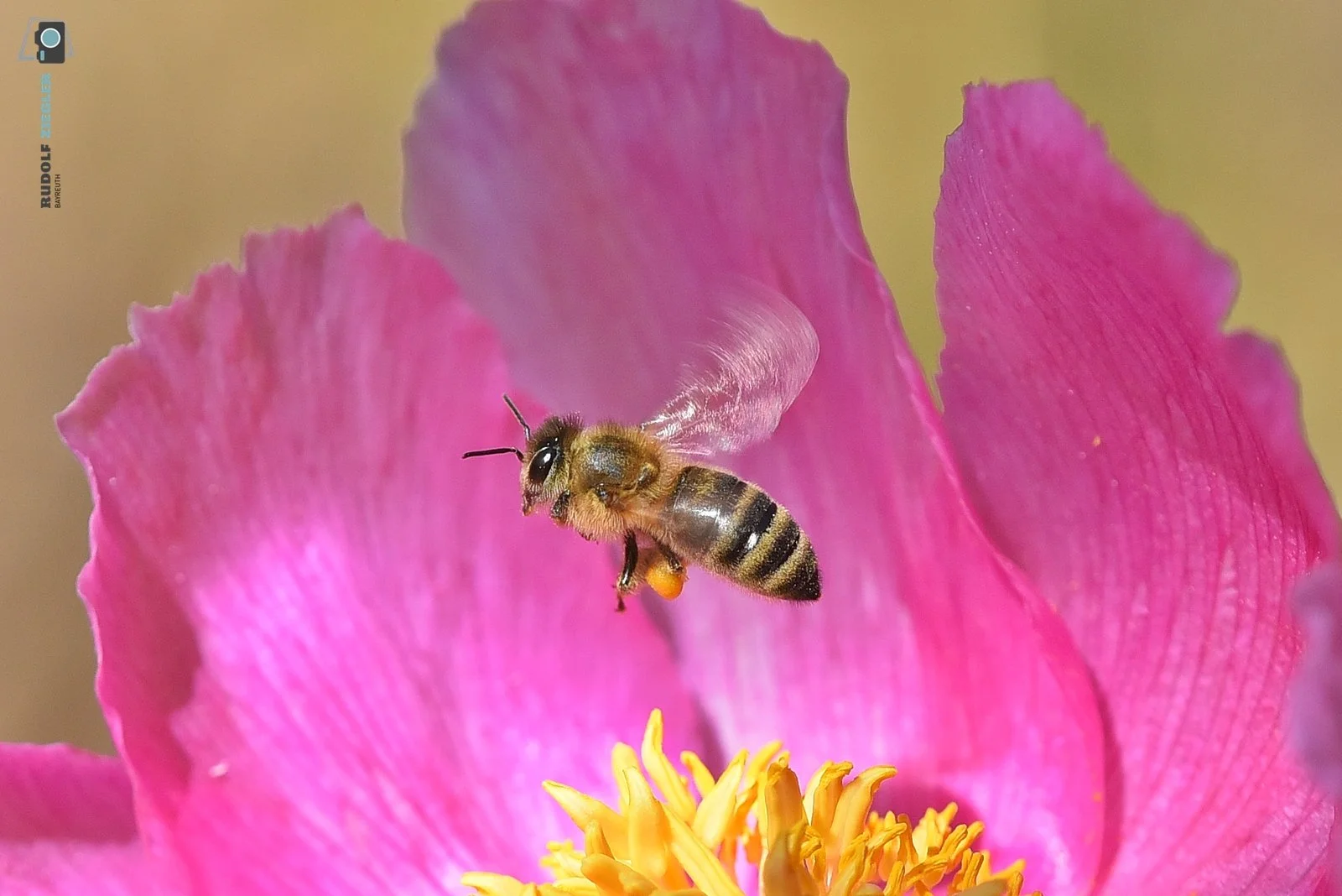 2026-05-04 ÖBG - Macro 085-RZL.JPG
